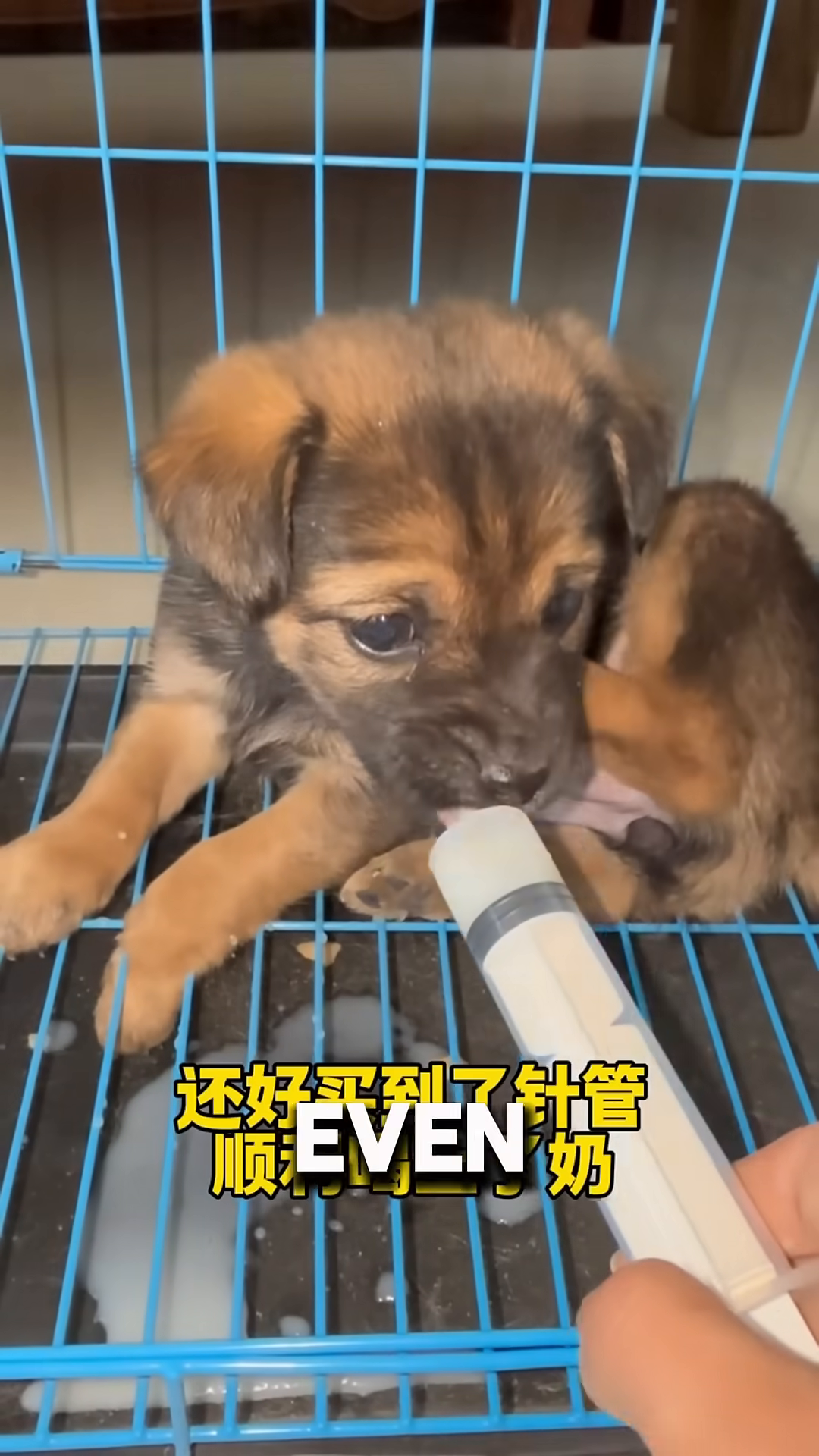 A small puppy being fed milk from a syringe in a cage.