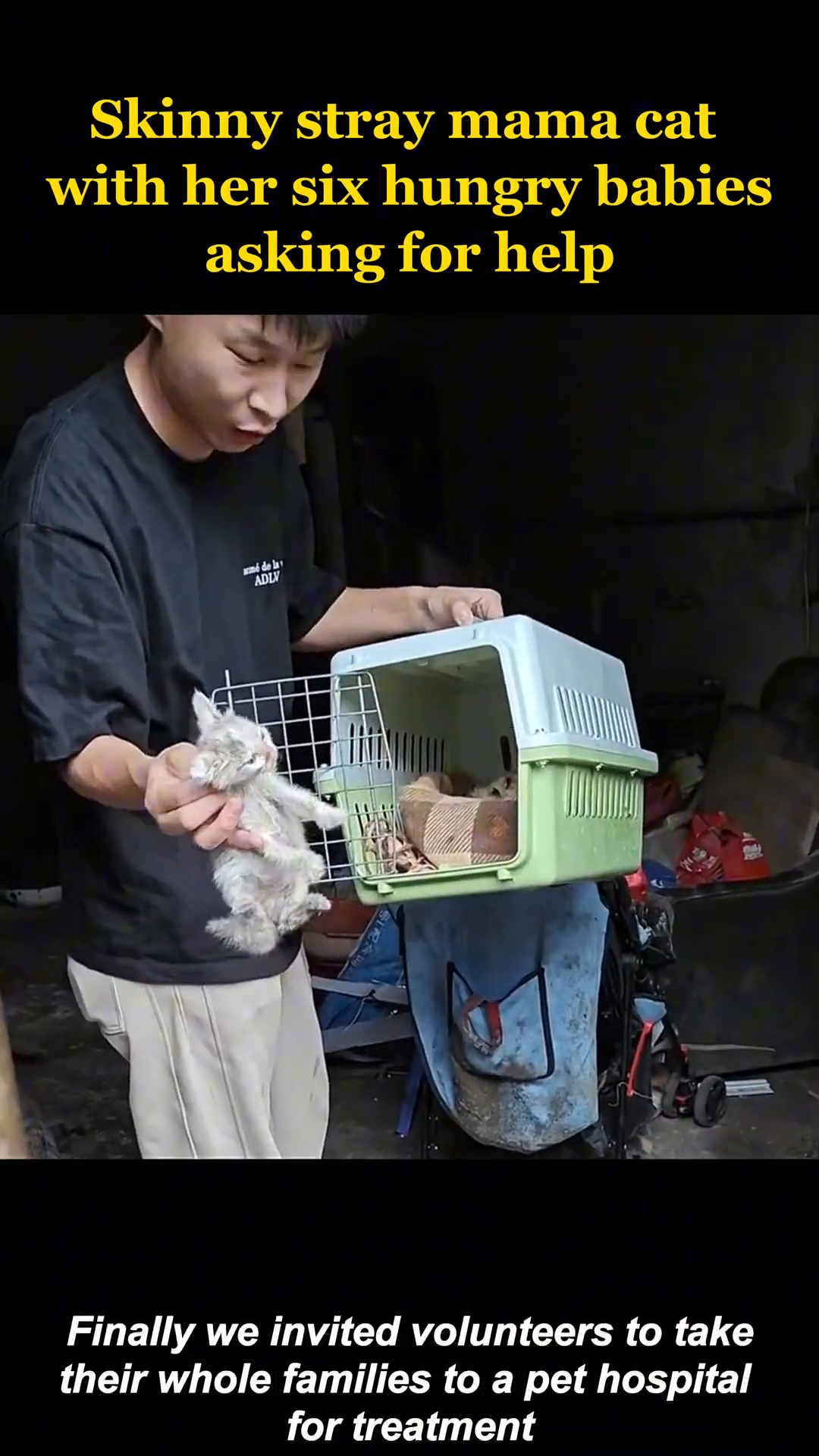 A volunteer carefully places the mother cat and her kittens into a pet carrier for transport to a veterinary hospital.