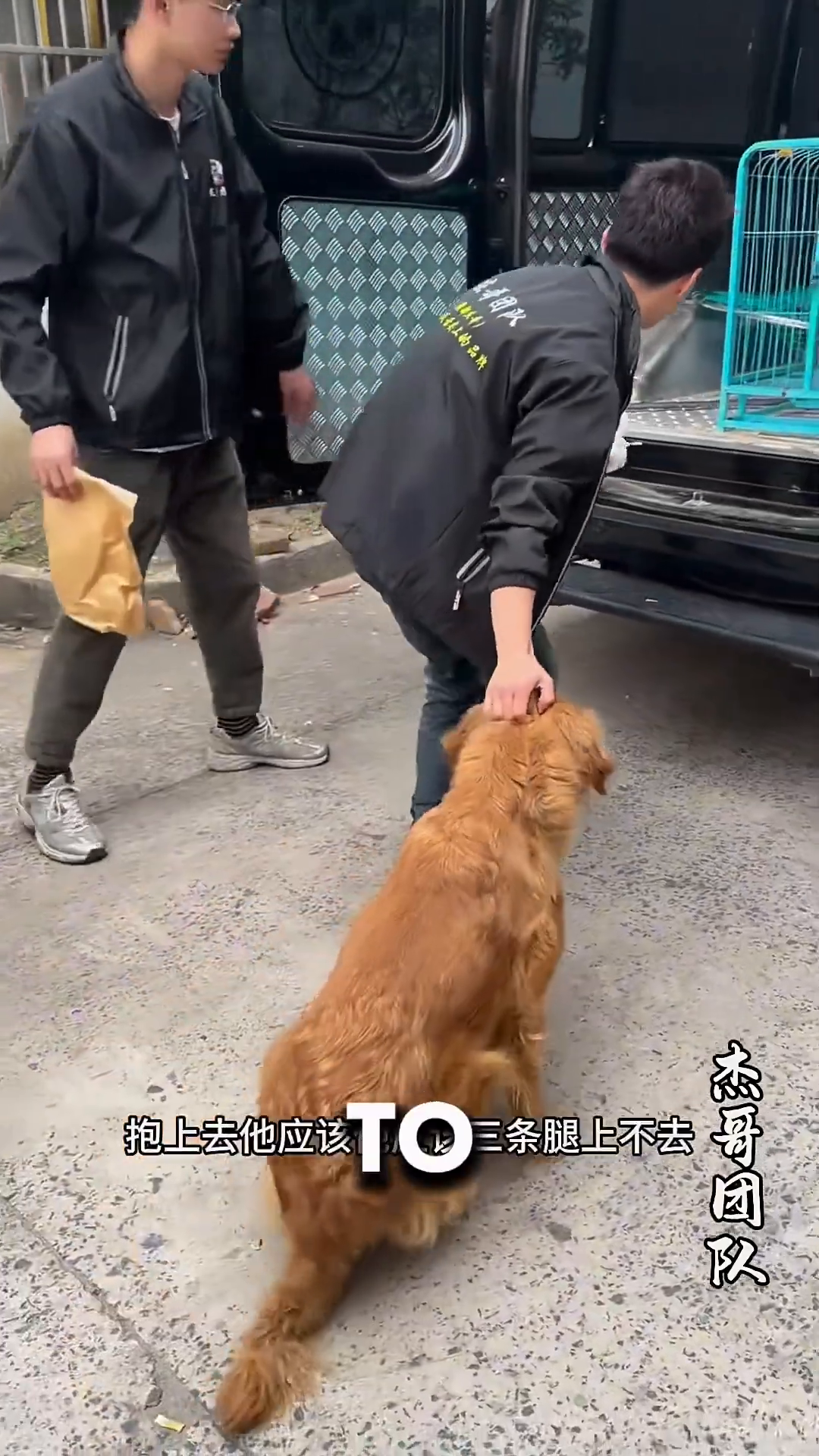 A rescuer gently guides the golden retriever into the back of a van.