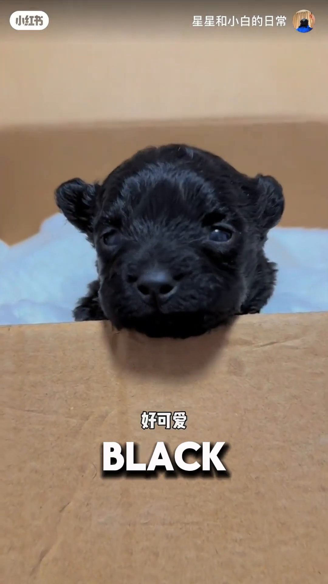 The black puppy's eyes are open for the first time.