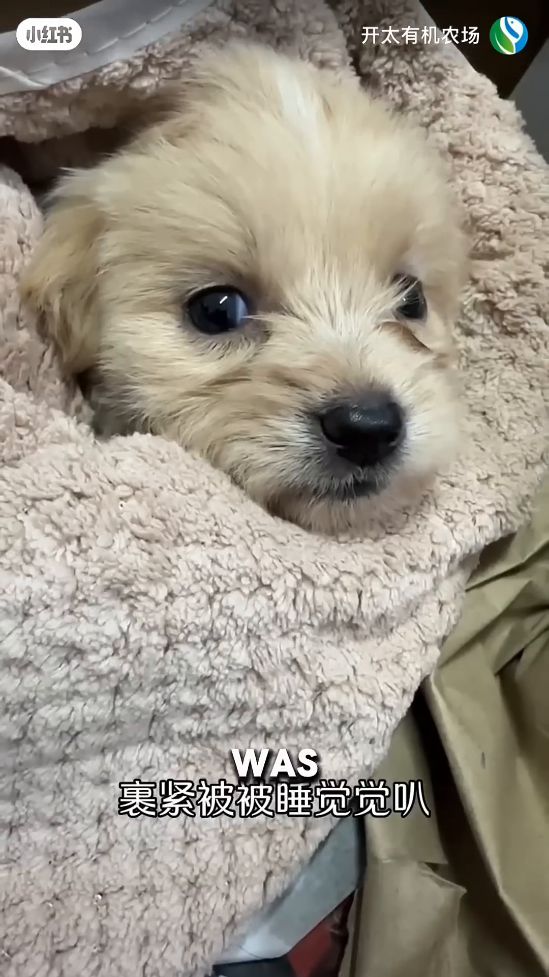 The puppy is drinking milk from a small container, showing its desperation.