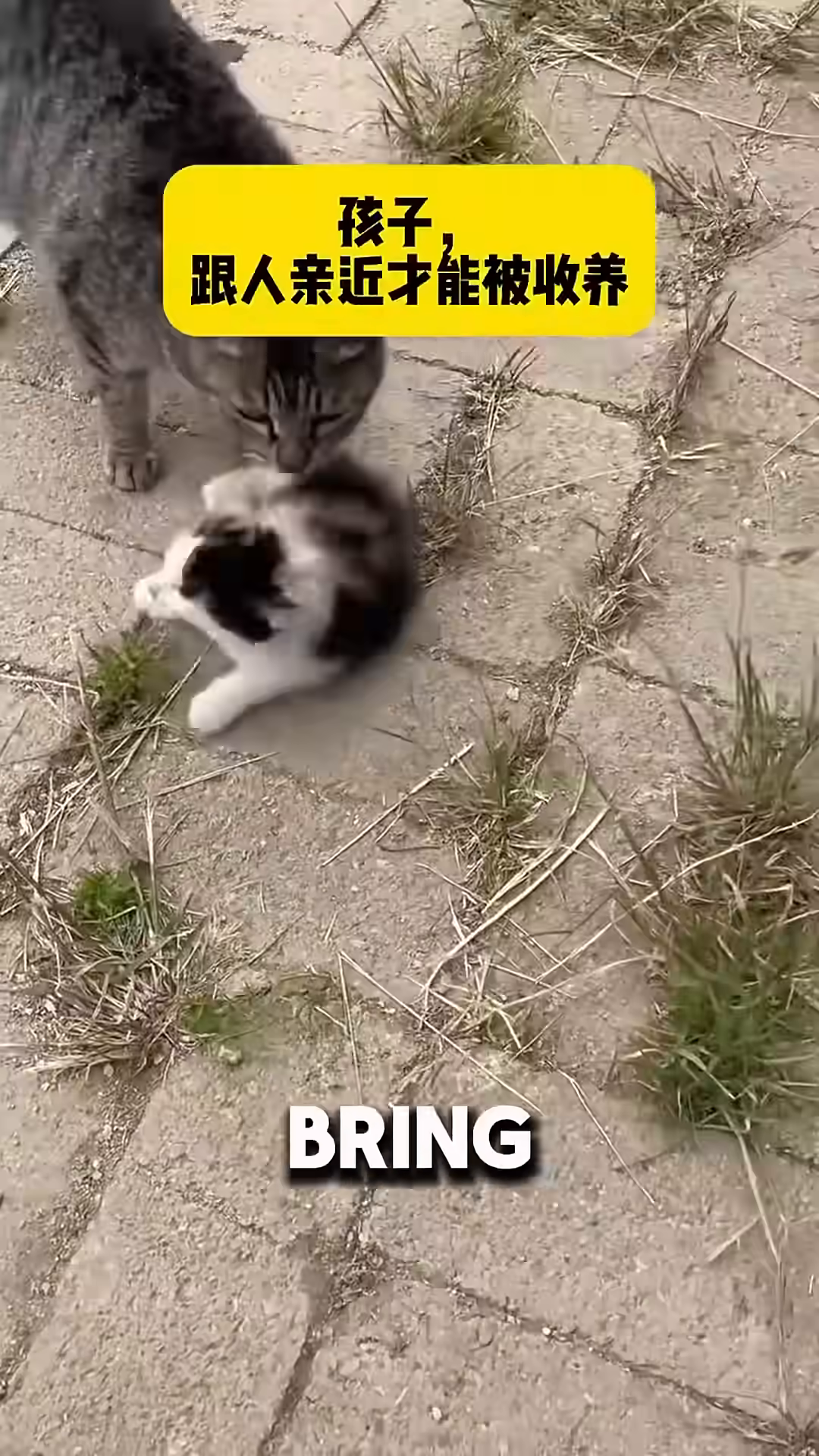 A cat looking up at a person from inside a car.