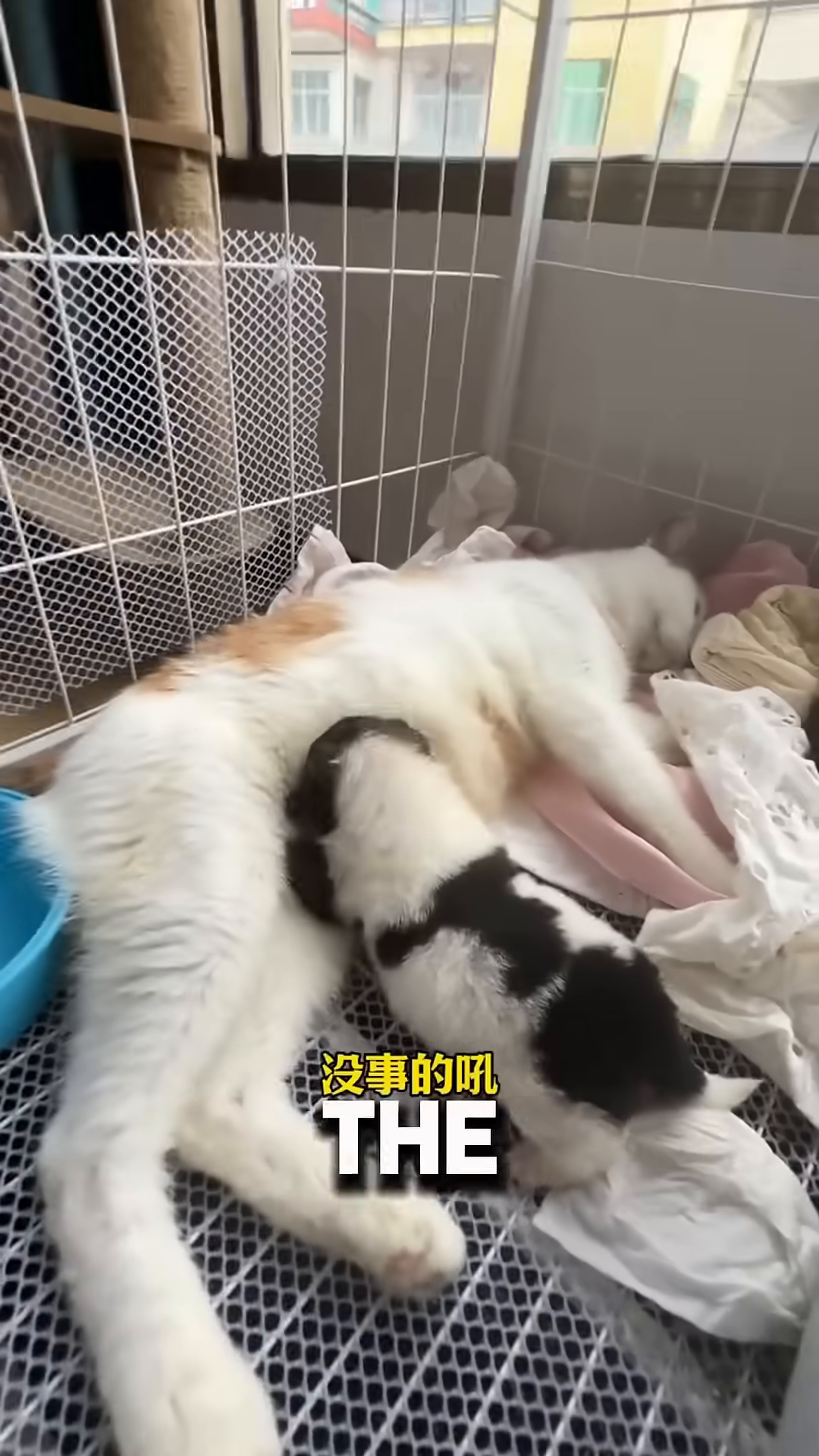 A puppy is nursing from a mother cat, who looks calm and accepting.