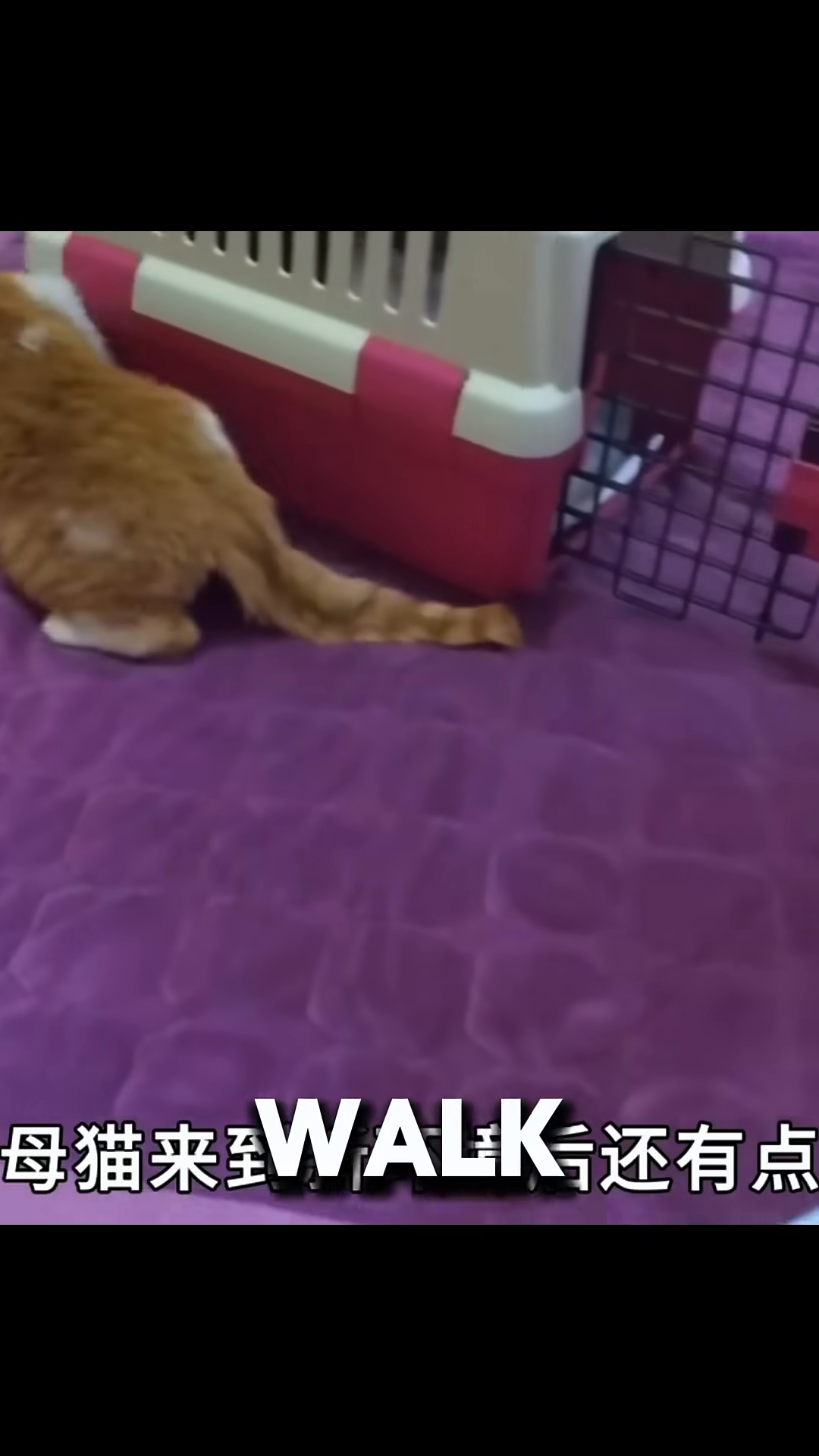 The female cat is walking, looking more mobile.