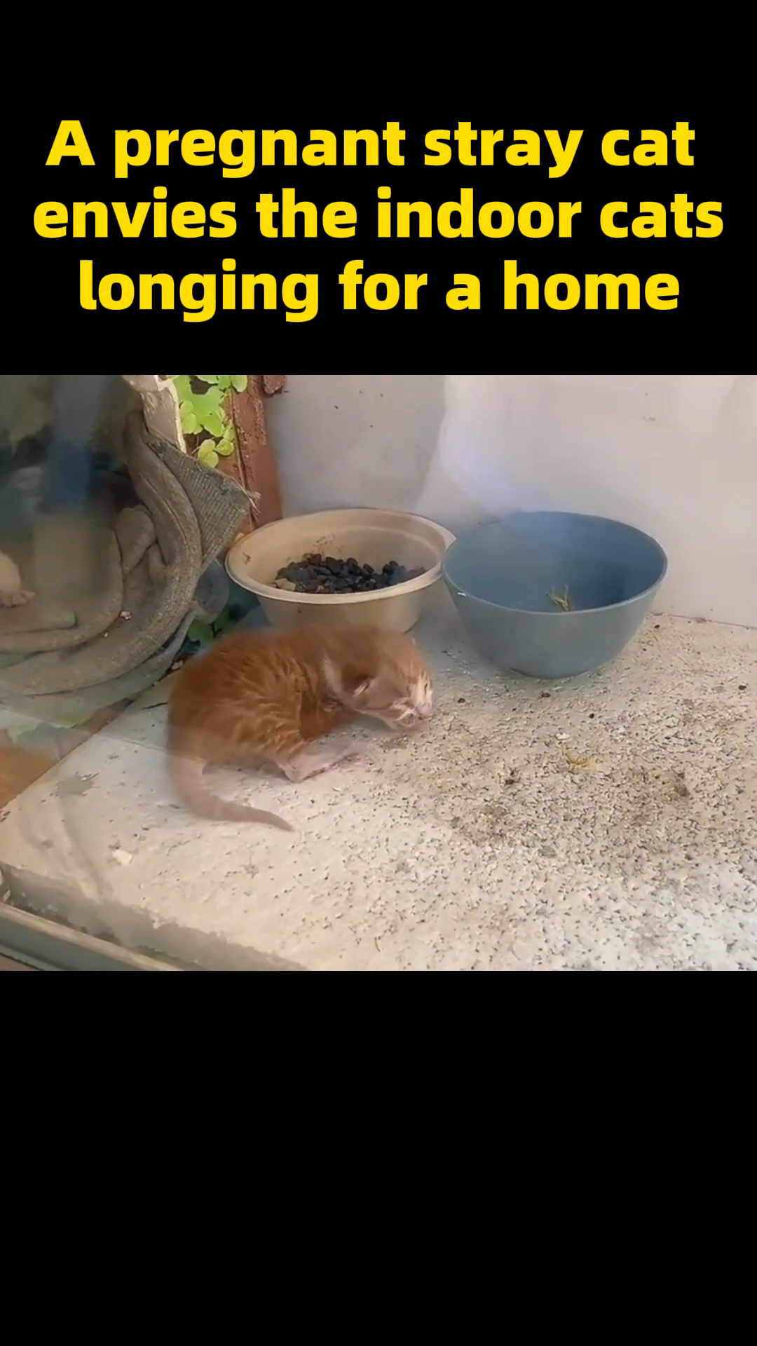 The mother cat lovingly grooms her tiny, newborn kittens, who are nestled together.