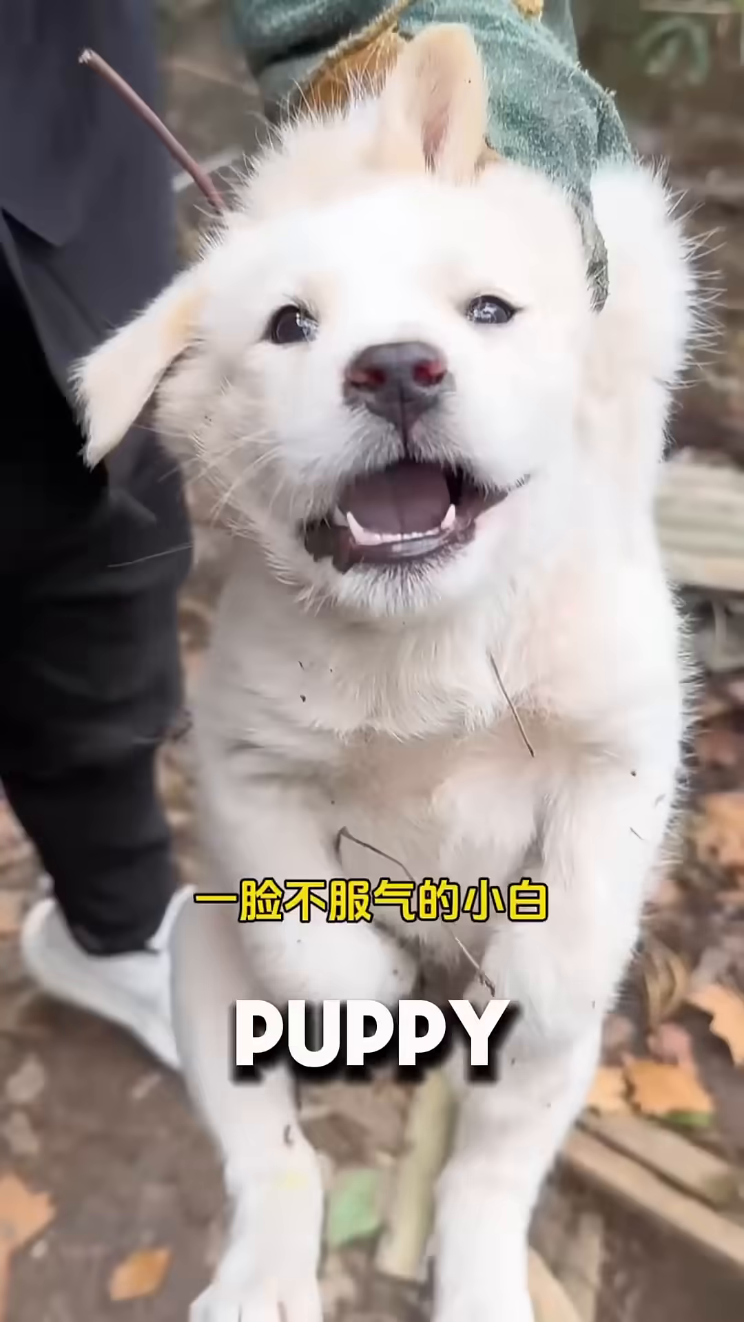 A person holds a small, white puppy that is looking up with its mouth open.