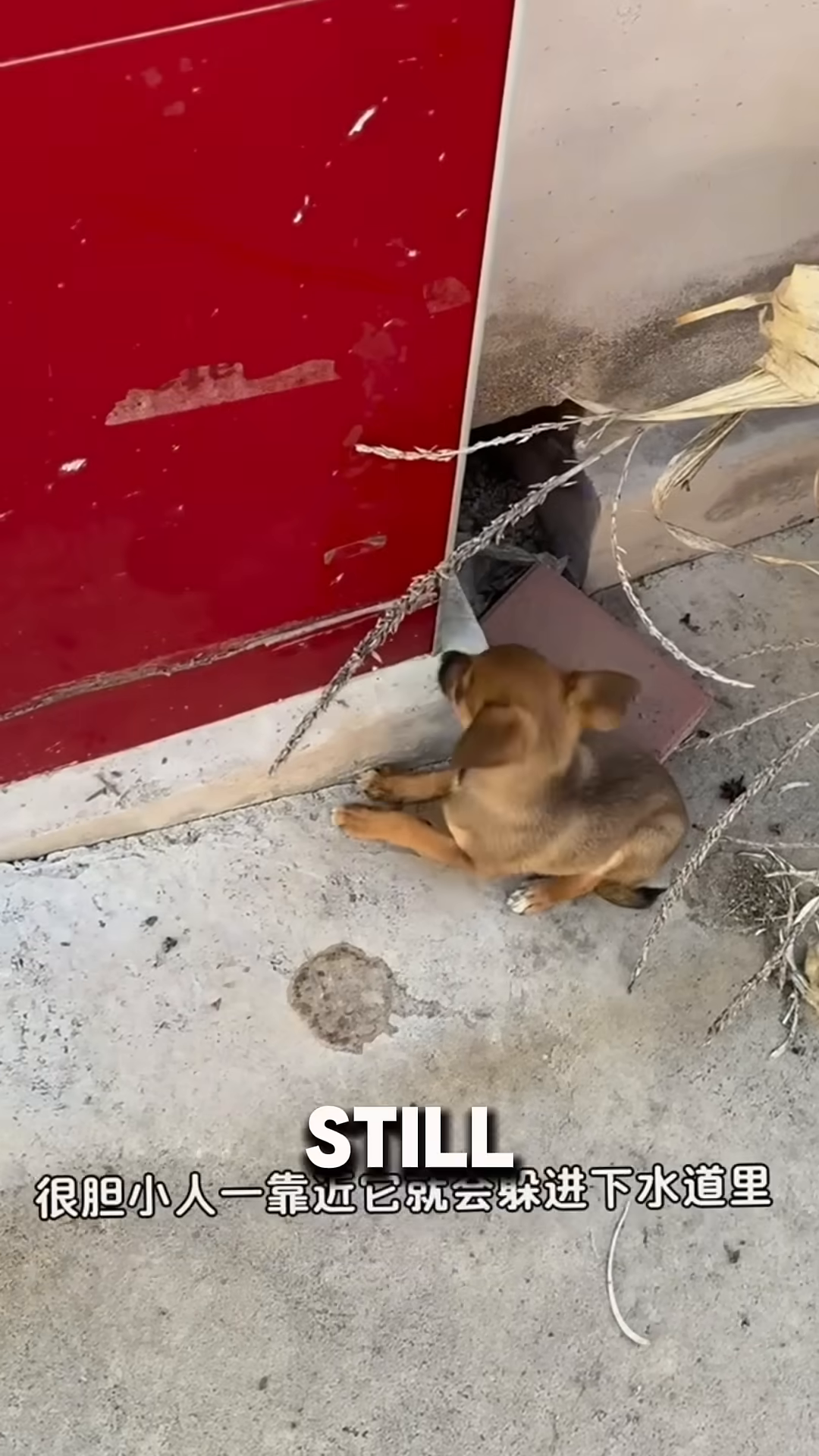 Two small puppies, a brother and sister, are seen together in a yard.