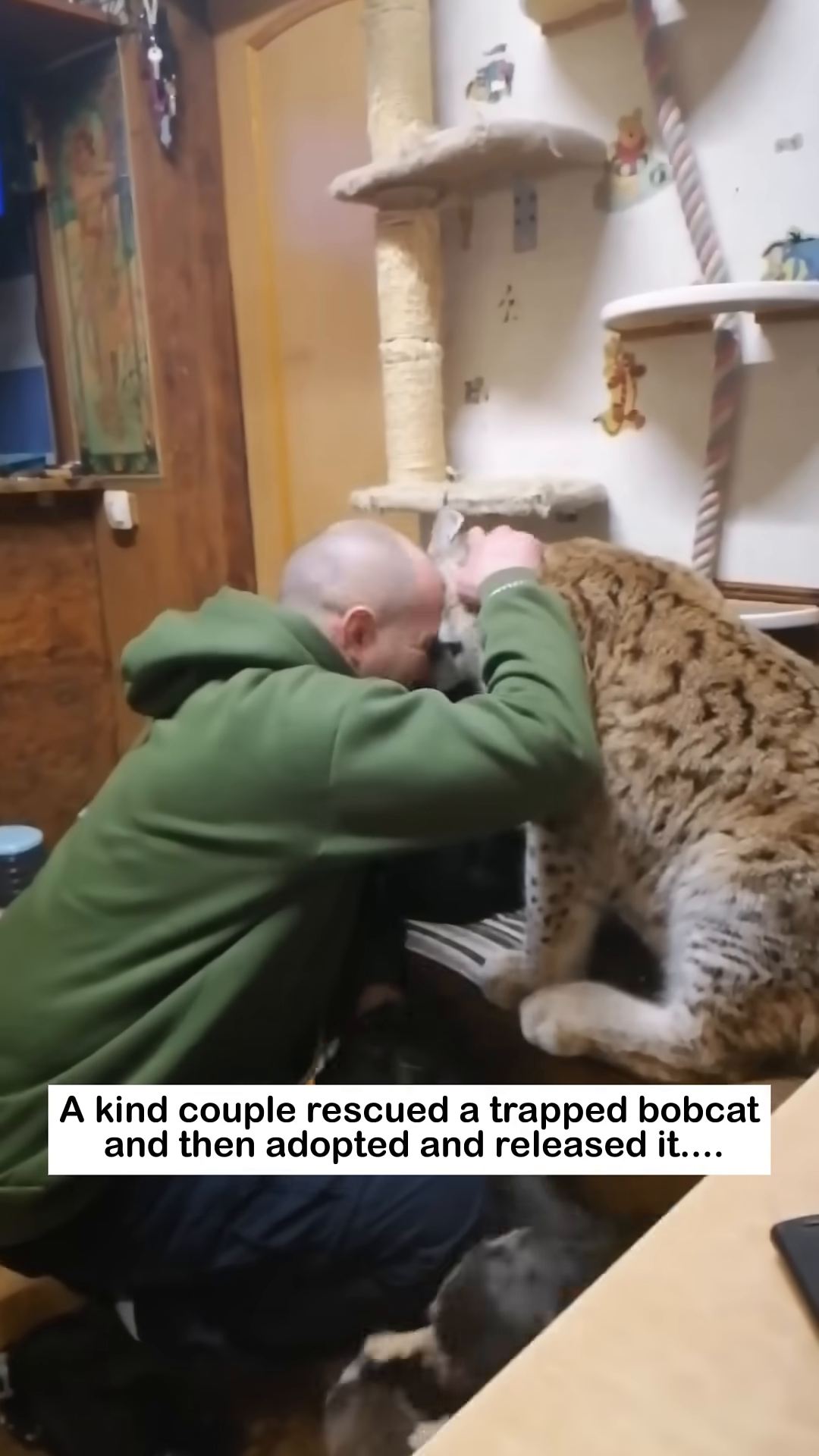 A man is carrying the bobcat, showing its comfort and trust.