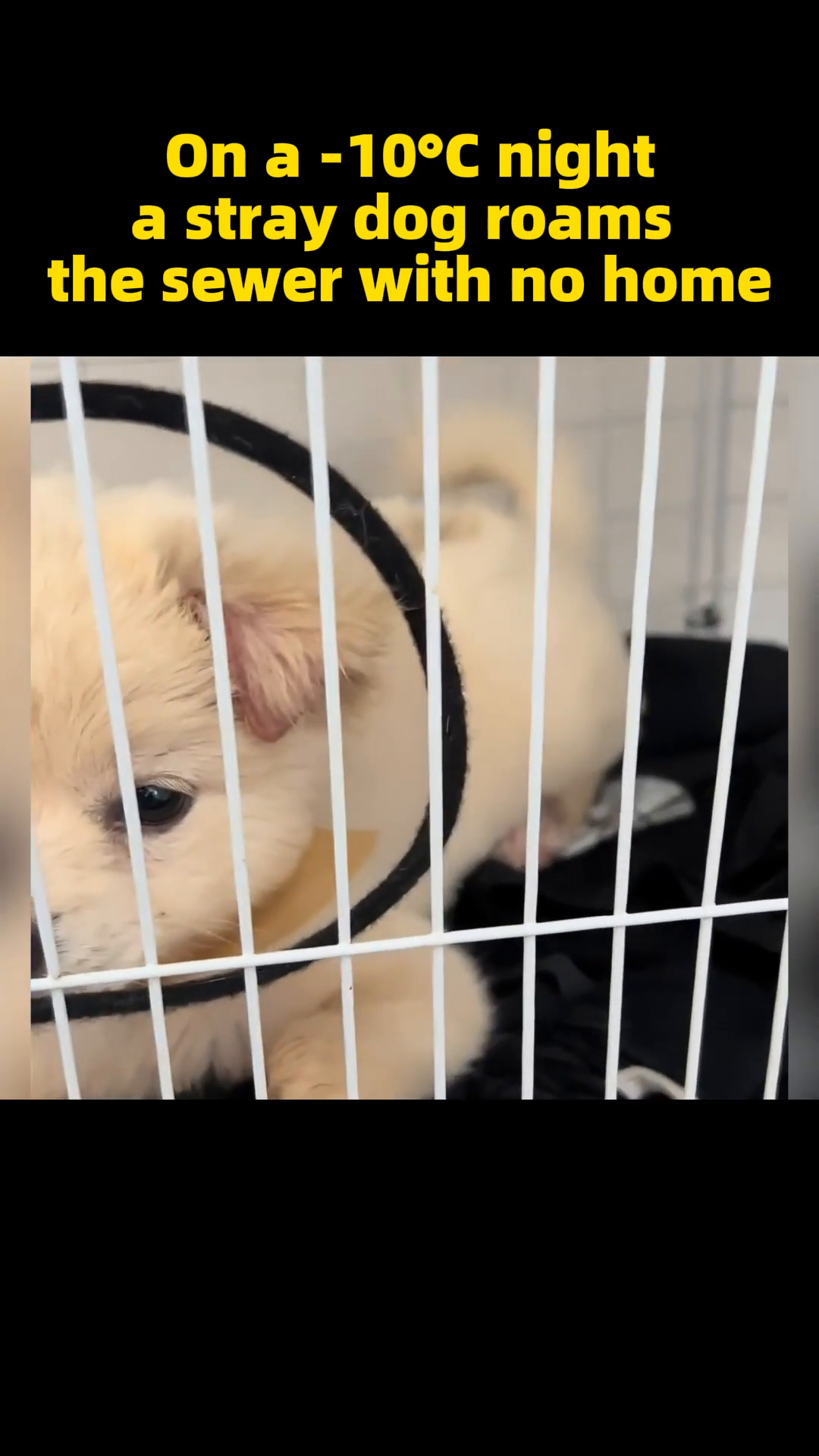 The puppy lies in a cage, wearing a soft cone around its neck, with bowls of food and water nearby.