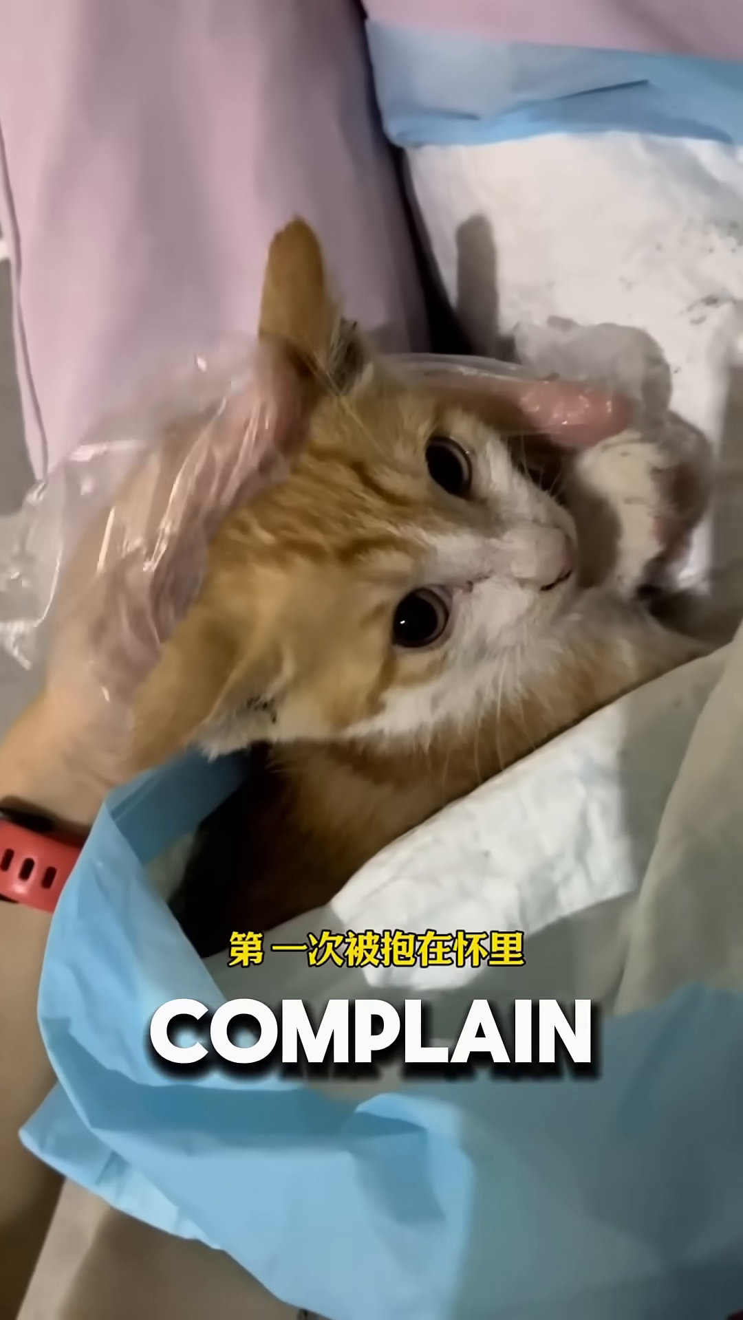 A small ginger and white kitten nestled in a person's lap, being petted by another cat.
