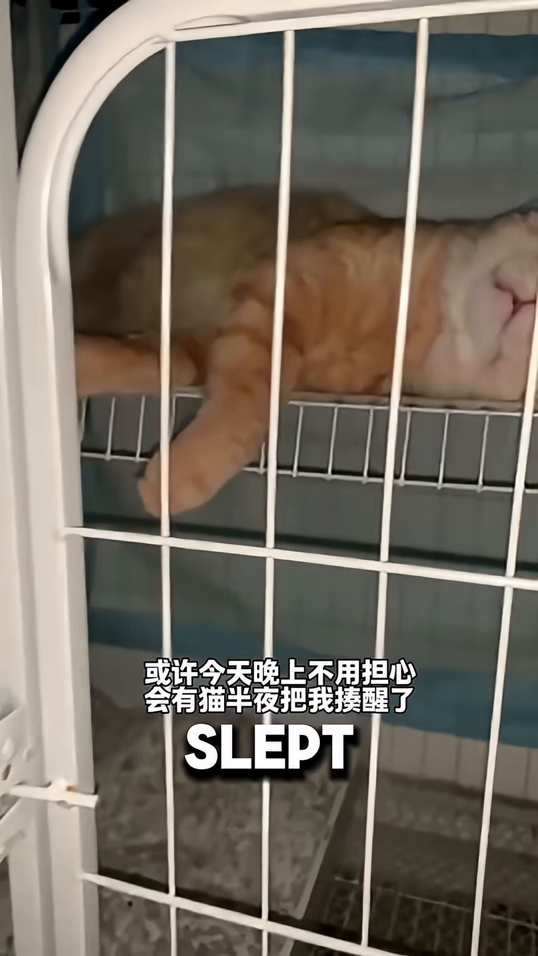 An orange cat sleeps peacefully in a cage.
