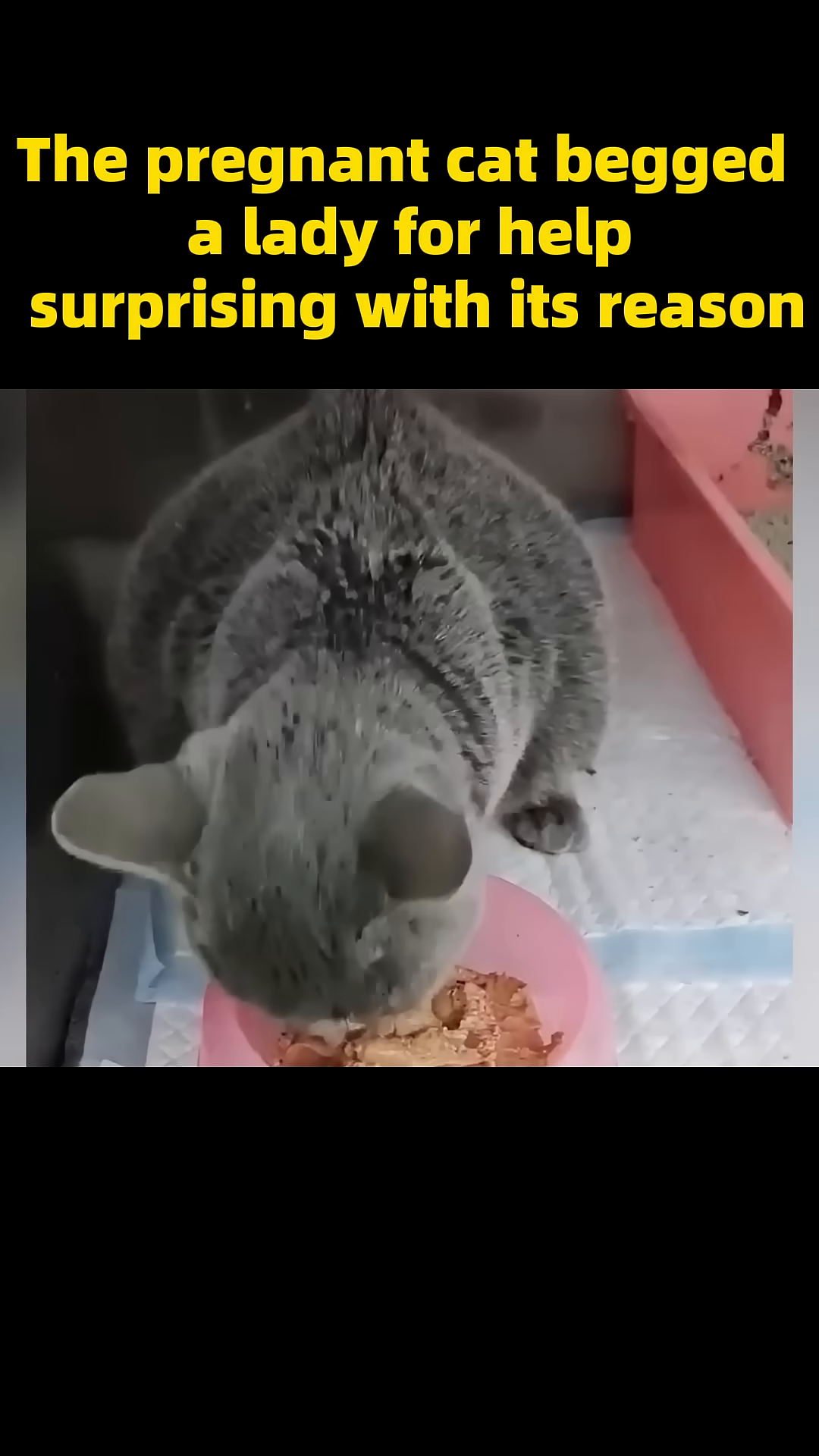 A grey cat eats from a pink food bowl, looking focused on its meal.