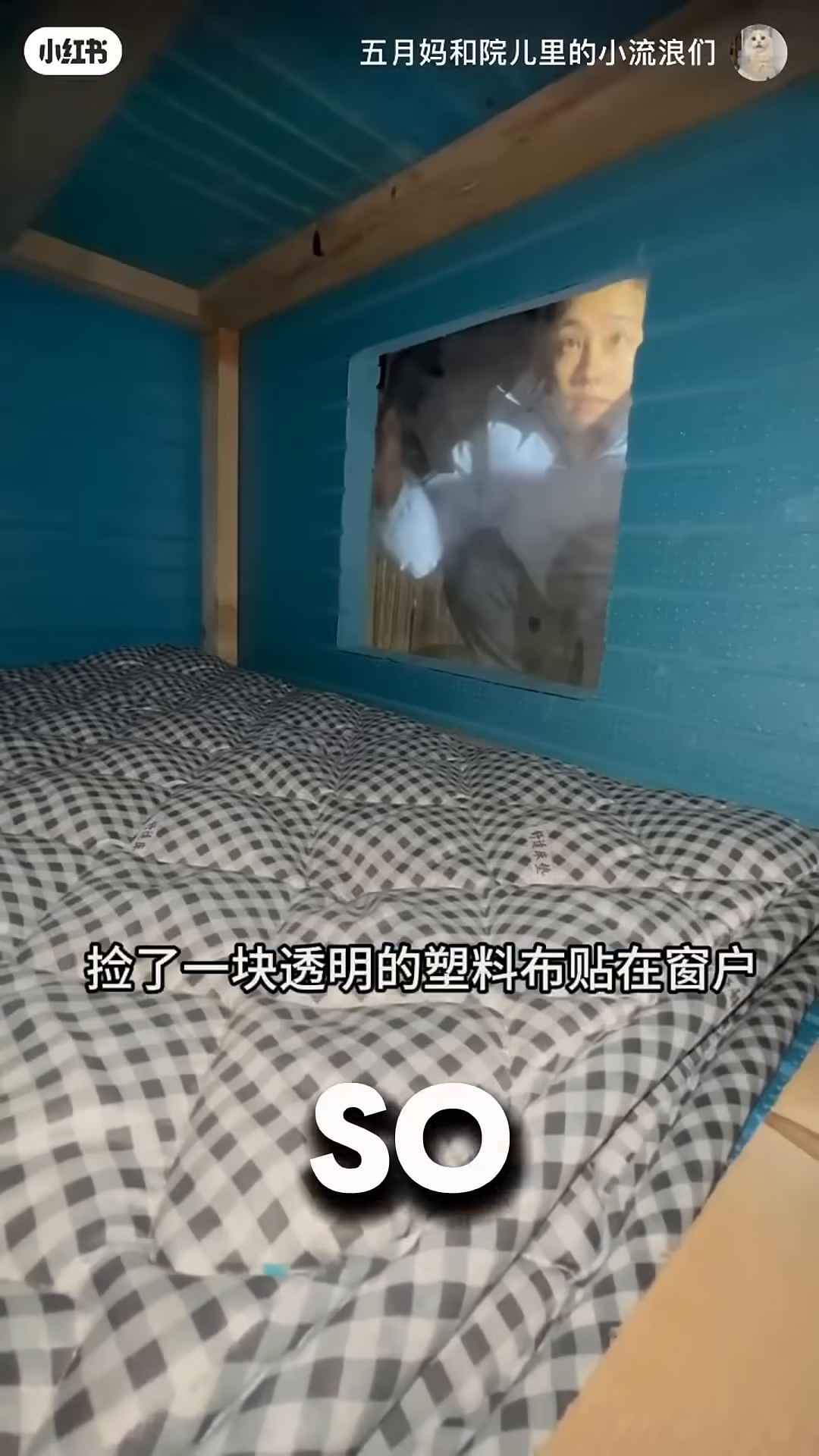 Two white cats are inside the cozy shed, resting on a checkered blanket.