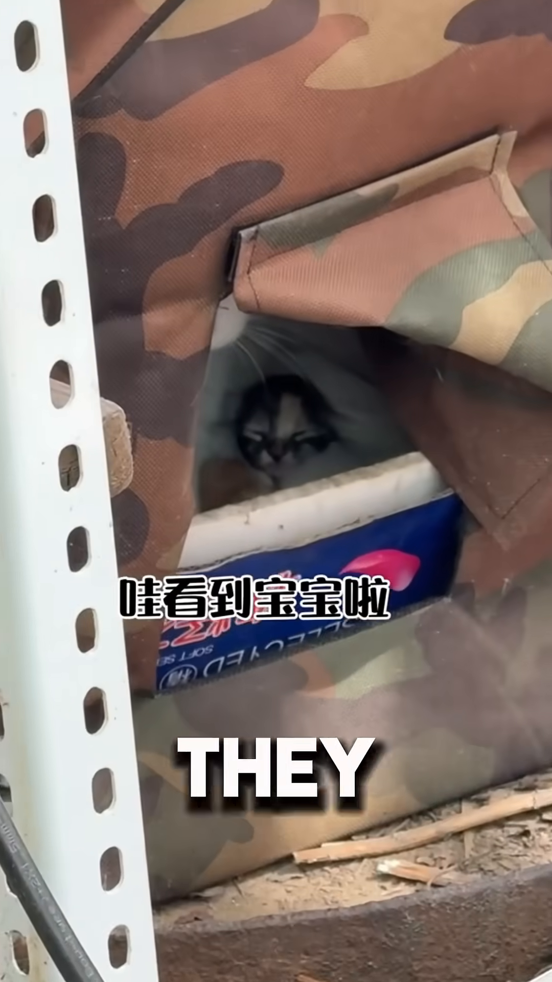 A close-up view inside a camouflage-patterned cat house reveals a tiny kitten.