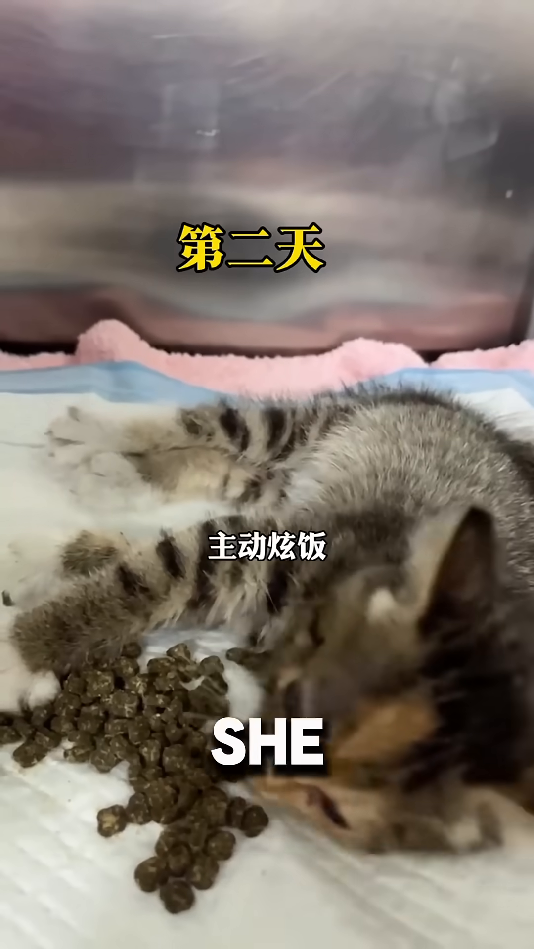 The kitten is seen eating eagerly from a bowl of food.