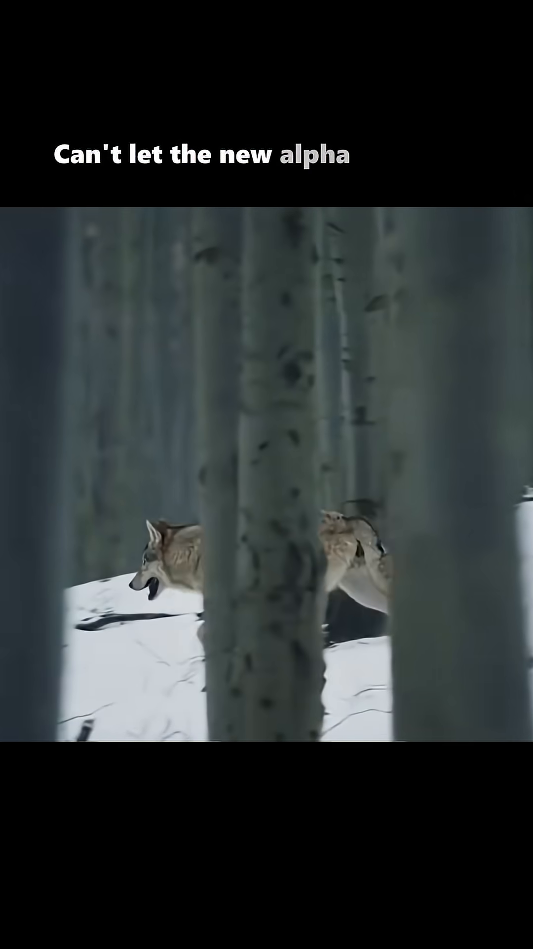 A wolf mother leads her pups across a rocky, mountainous terrain.