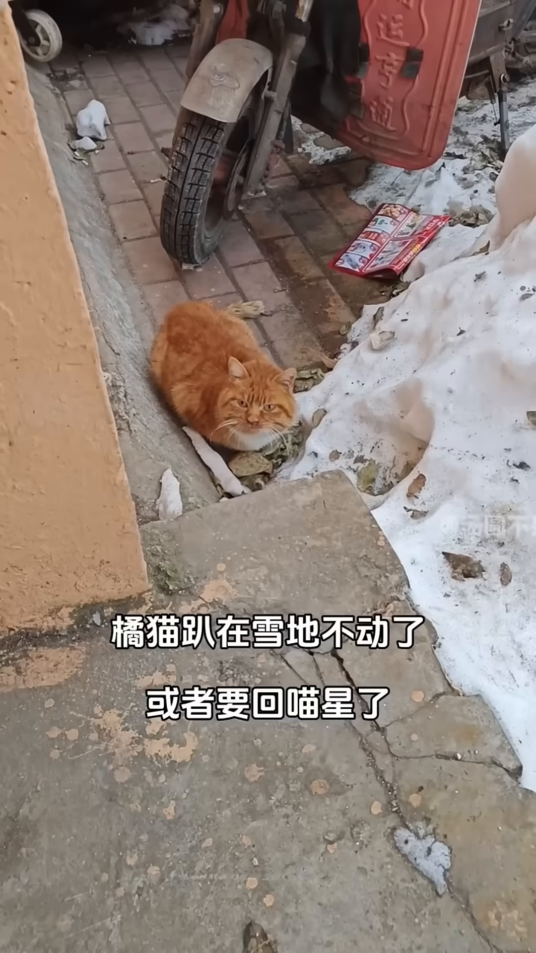The orange cat is shown looking up, seemingly hopeful, as he is invited into a warm space.