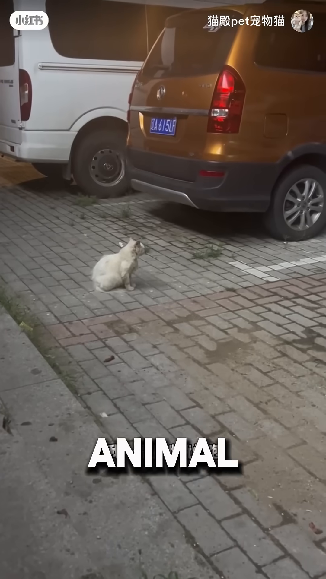 A white cat sits on a paved surface between two parked cars at night, looking towards the camera.