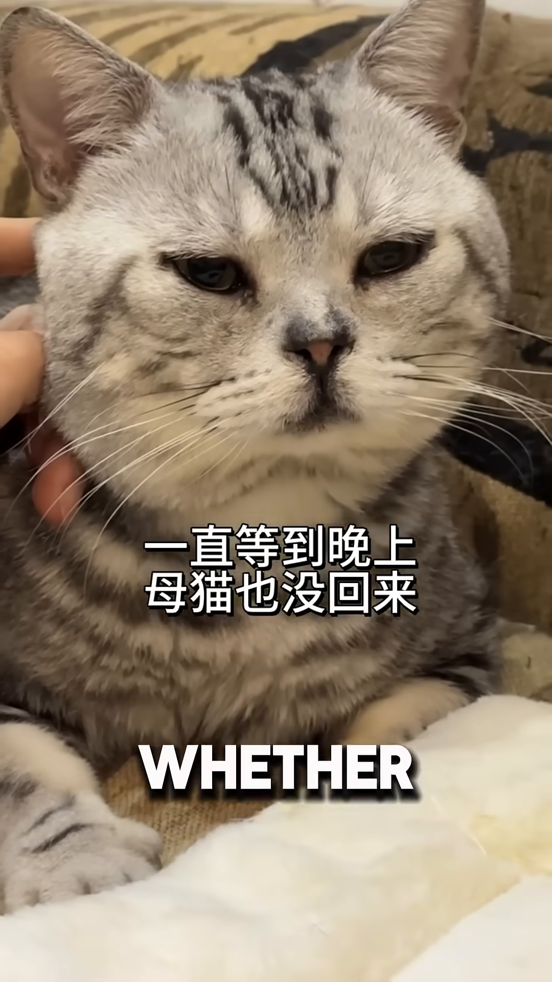 A close-up of a mother cat looking down with a slightly sad expression, with two tiny kittens nestled beside her.