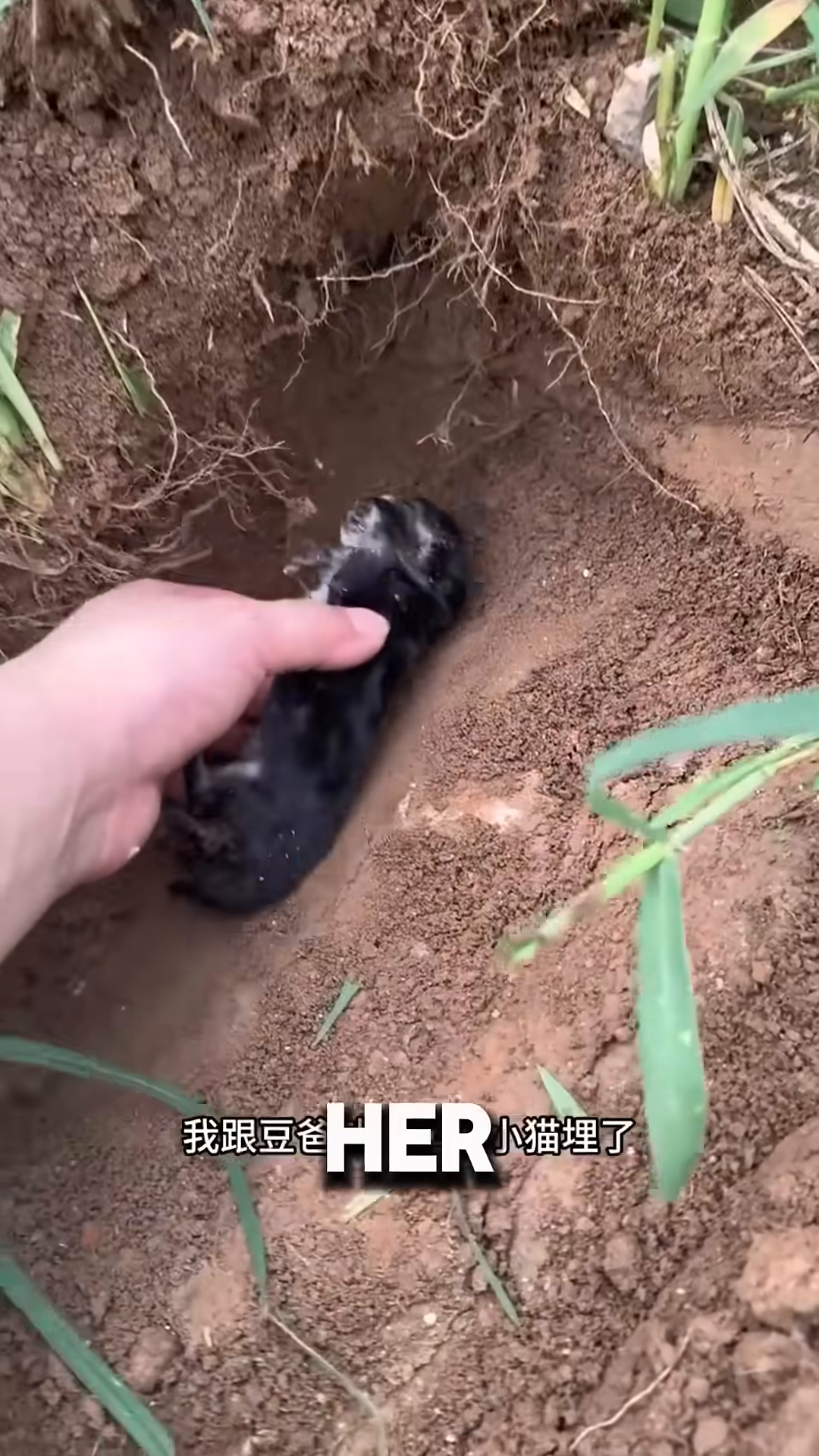 A person burying a kitten in the ground.
