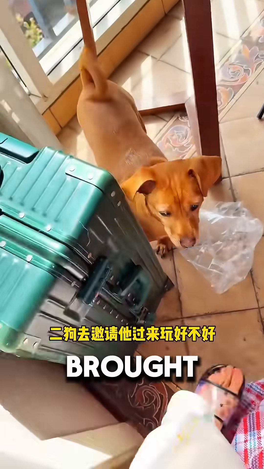 The woman's dog interacts with the puppy, encouraging him.