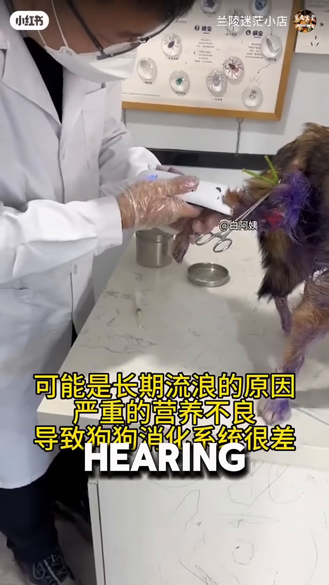A veterinarian works on the injured dog.