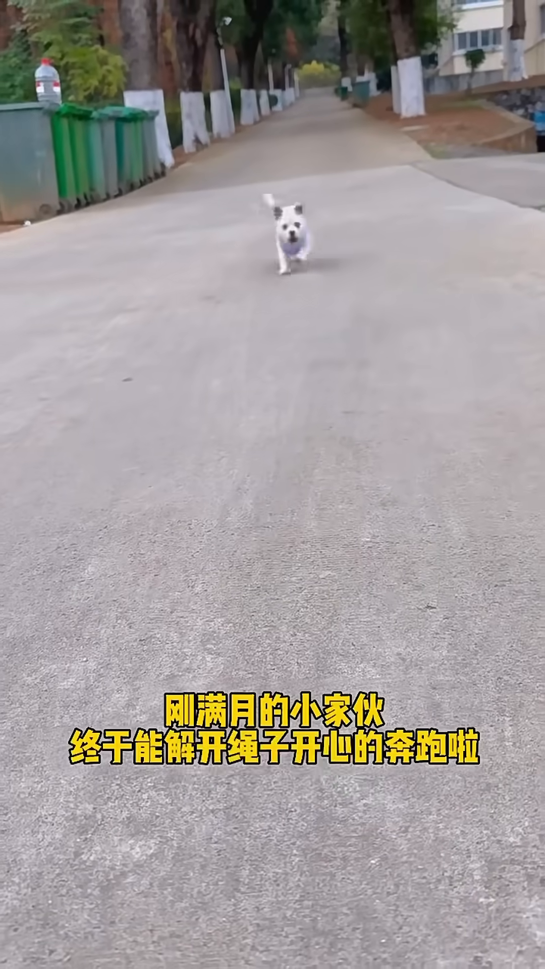 The puppy runs joyfully down a paved path, wearing a small purple vest.