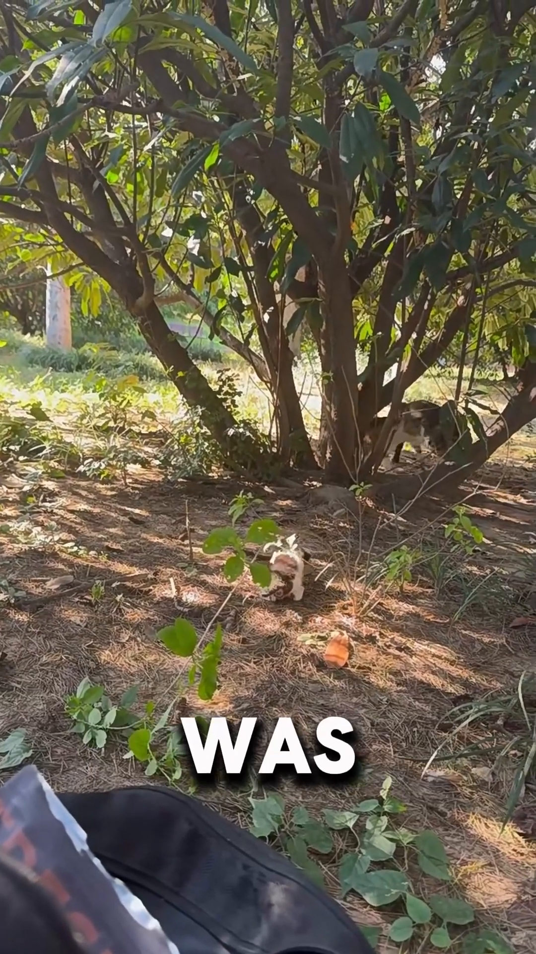 Two adult cats are seen under a tree in the background, observing the situation.