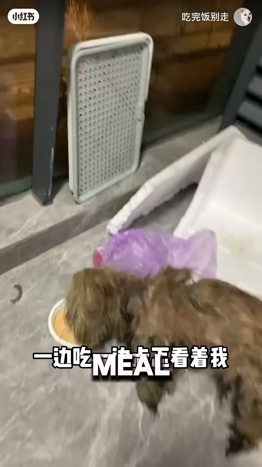 A dog, looking grateful, eats from a bowl of food.