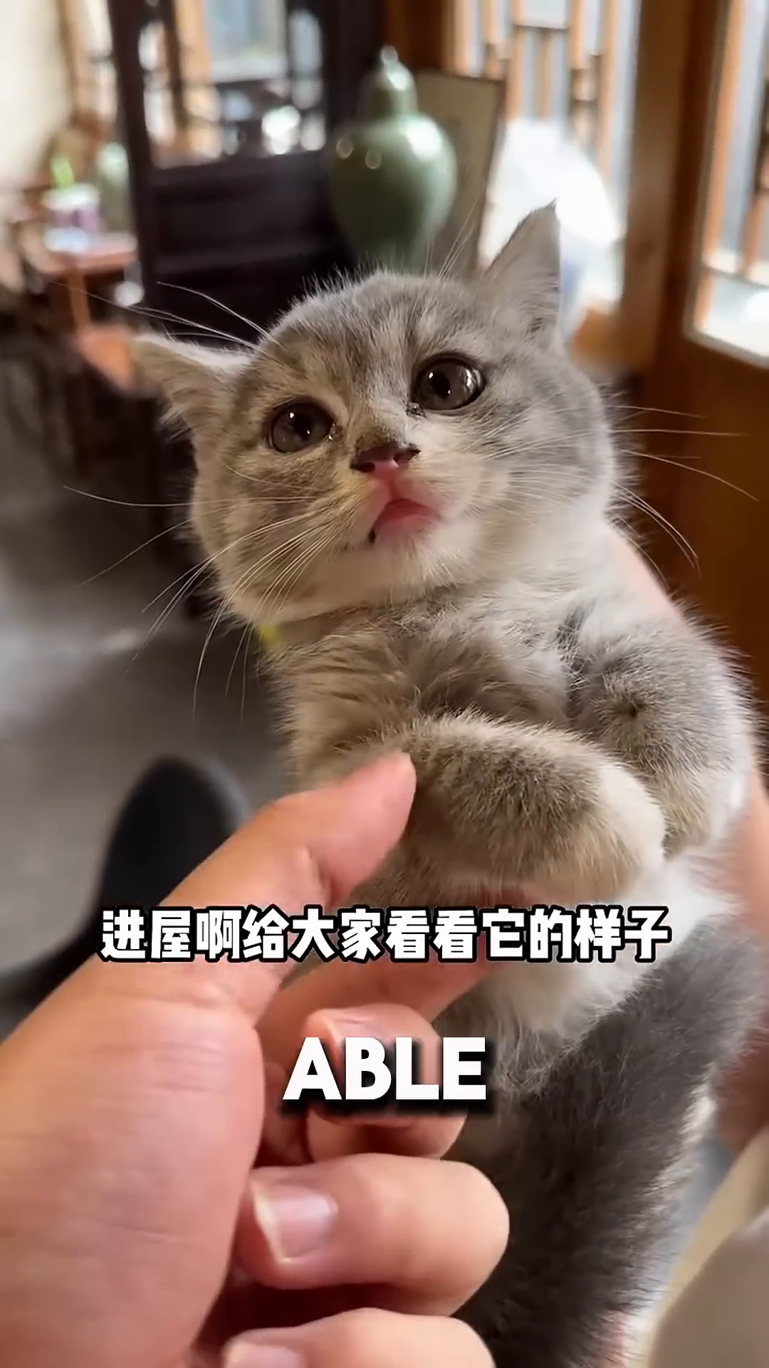 A close-up of a small, grey kitten held in someone's hands, looking up with wide eyes and pink lips.