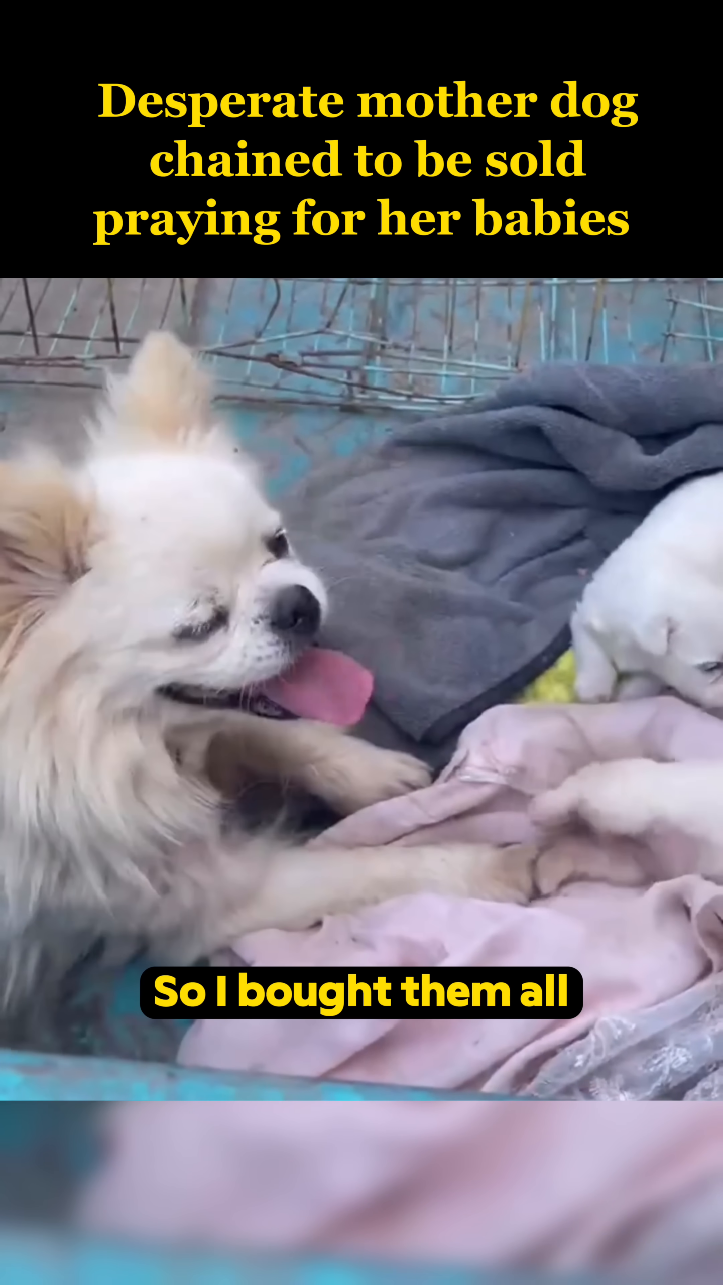 The mother dog nuzzling her puppies, a tender moment of connection.