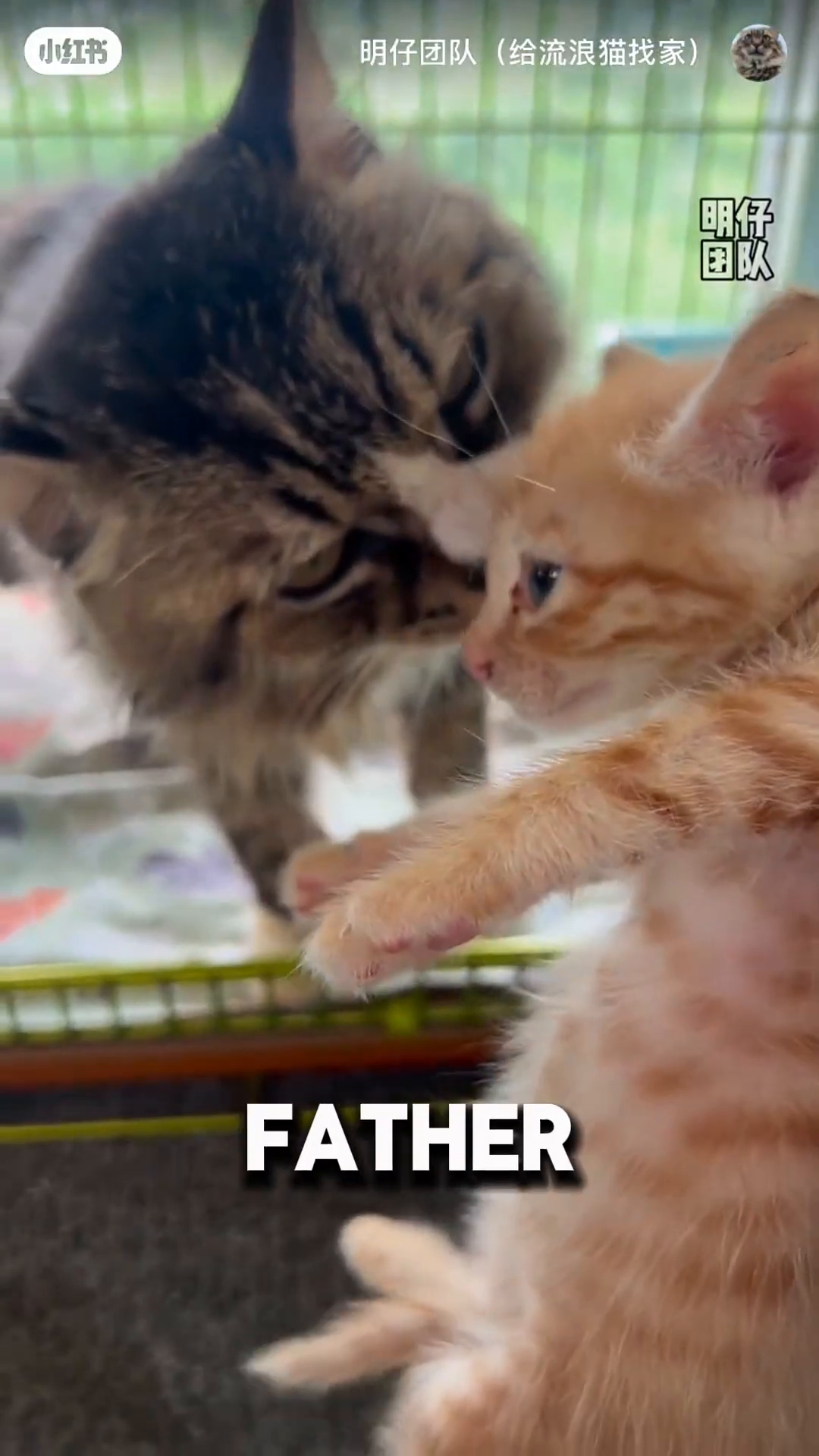 The rescuer's hand gently strokes the head of the now-calm father cat.