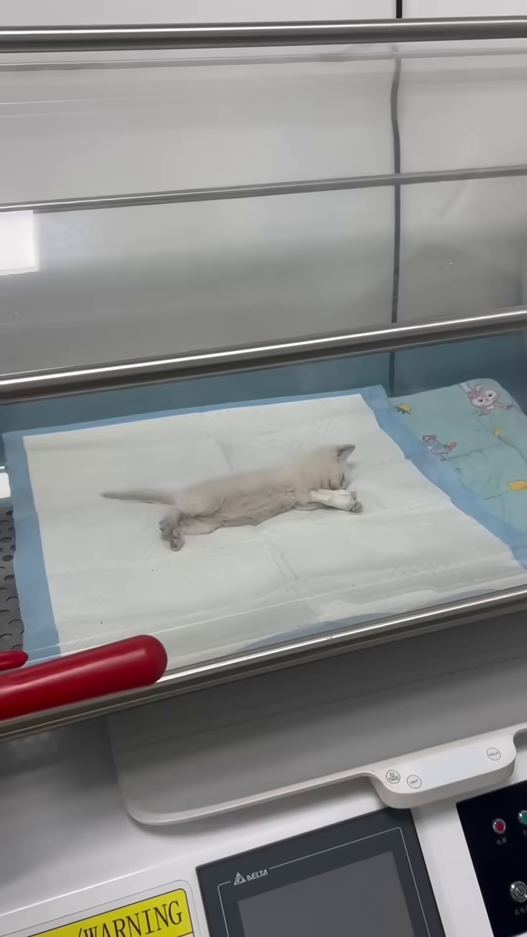 A close-up of the white kitten's face, its eyes now open and looking more alert, a sign of recovery.