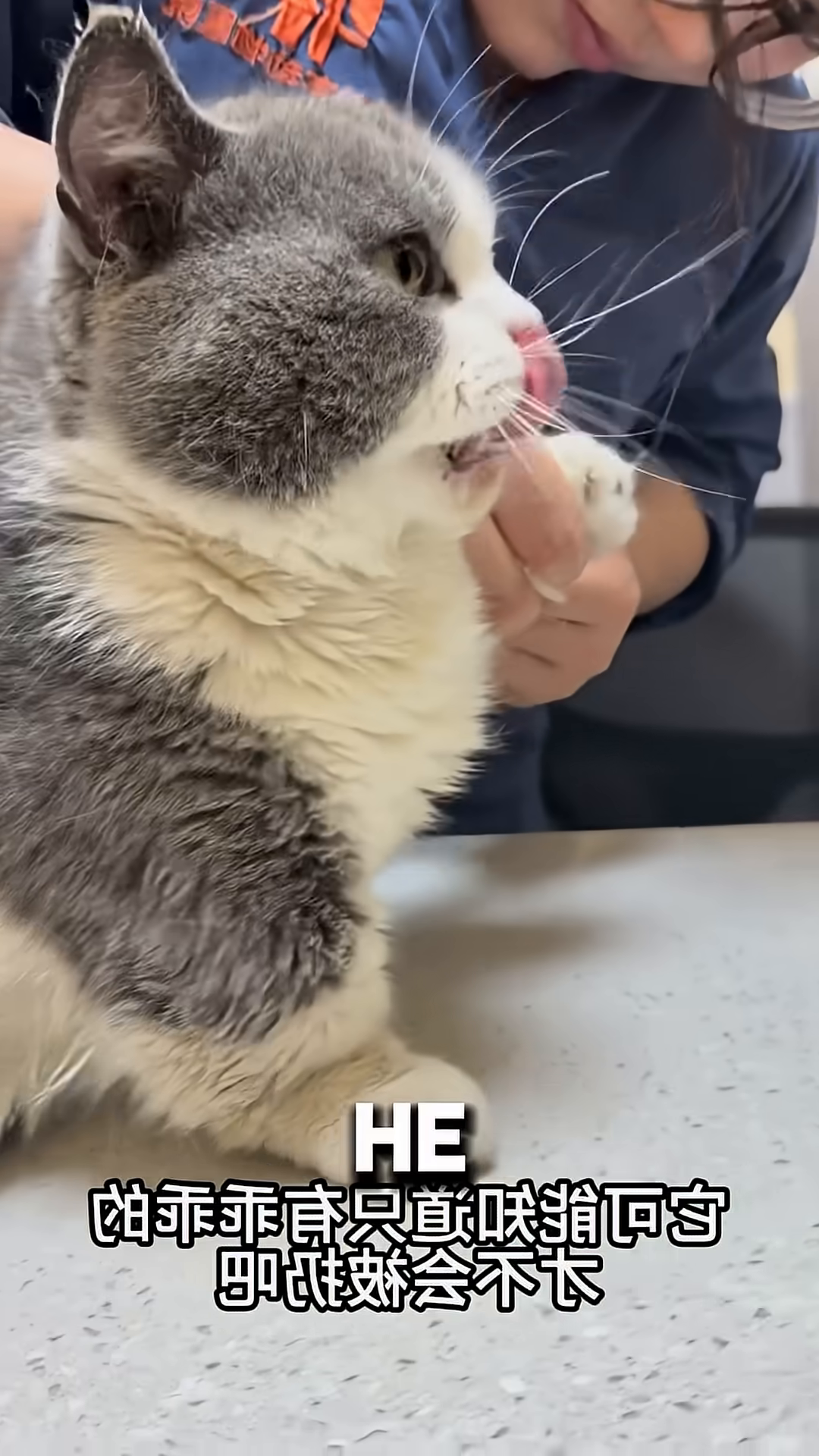 A cat being held by a person, looking slightly anxious but calm, as a hand gently strokes its head.