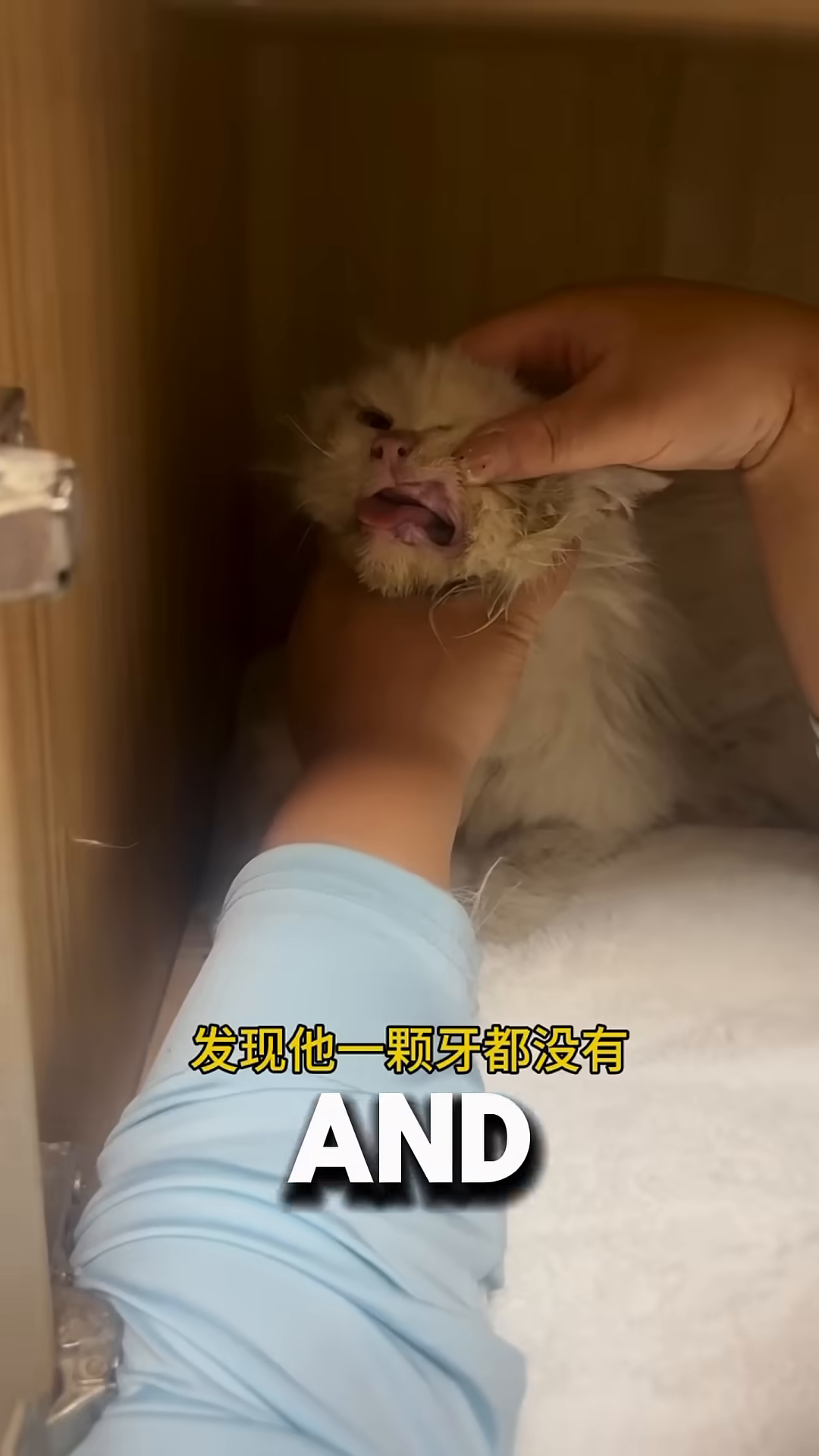 A close-up of the cat's face shows her tongue slightly protruding, with her mouth open.