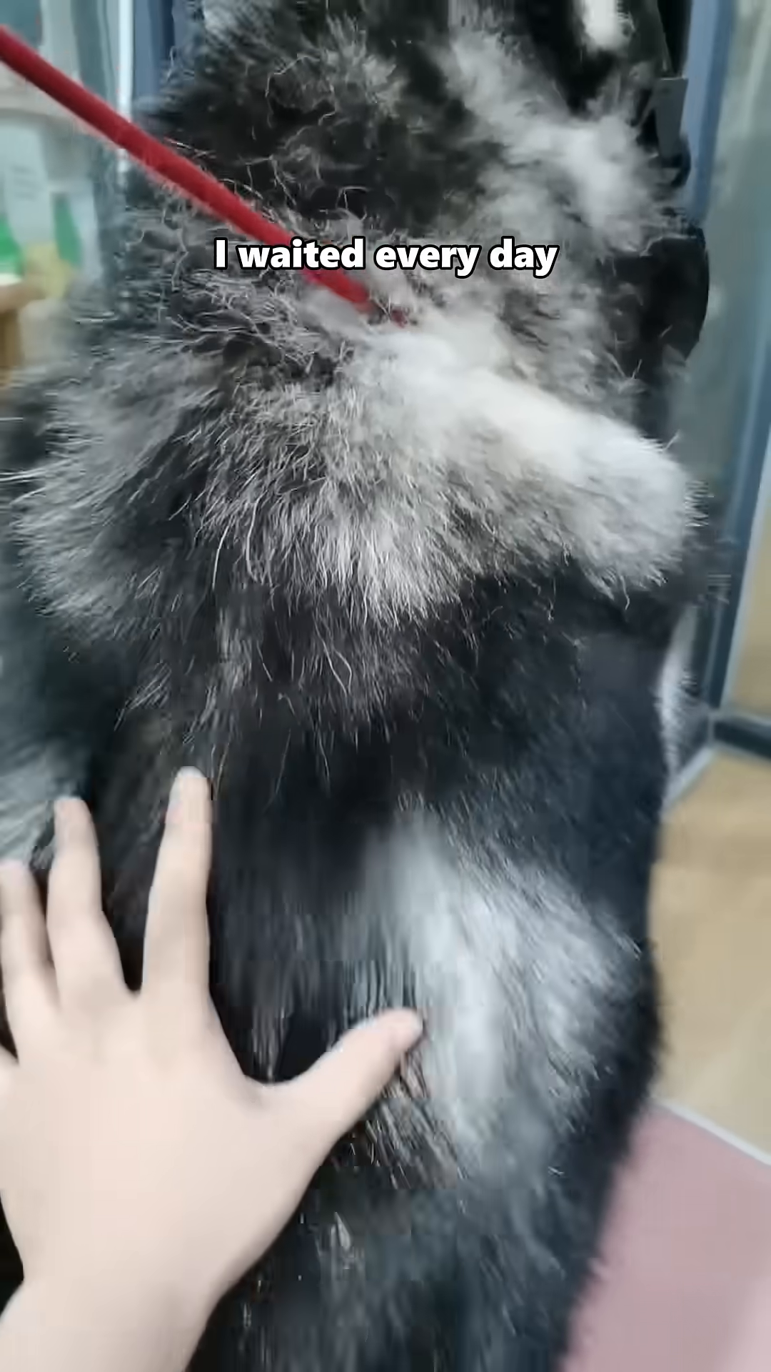 A husky wears a cone collar, looking unwell but cared for.