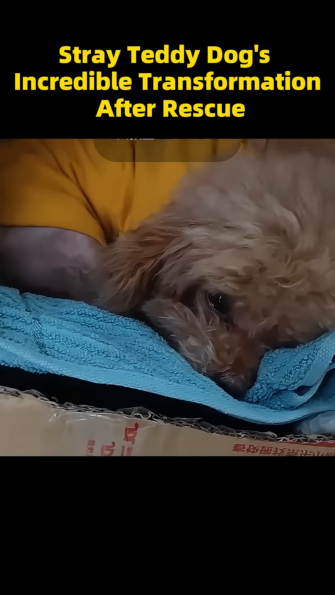 The dog, now clean and wearing a pink outfit, looks cute and happy.