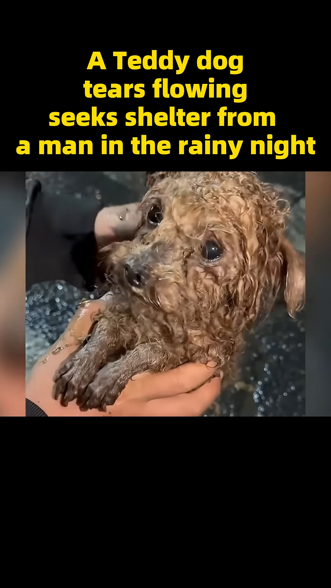 The man holds the wet dog close, offering comfort and warmth.