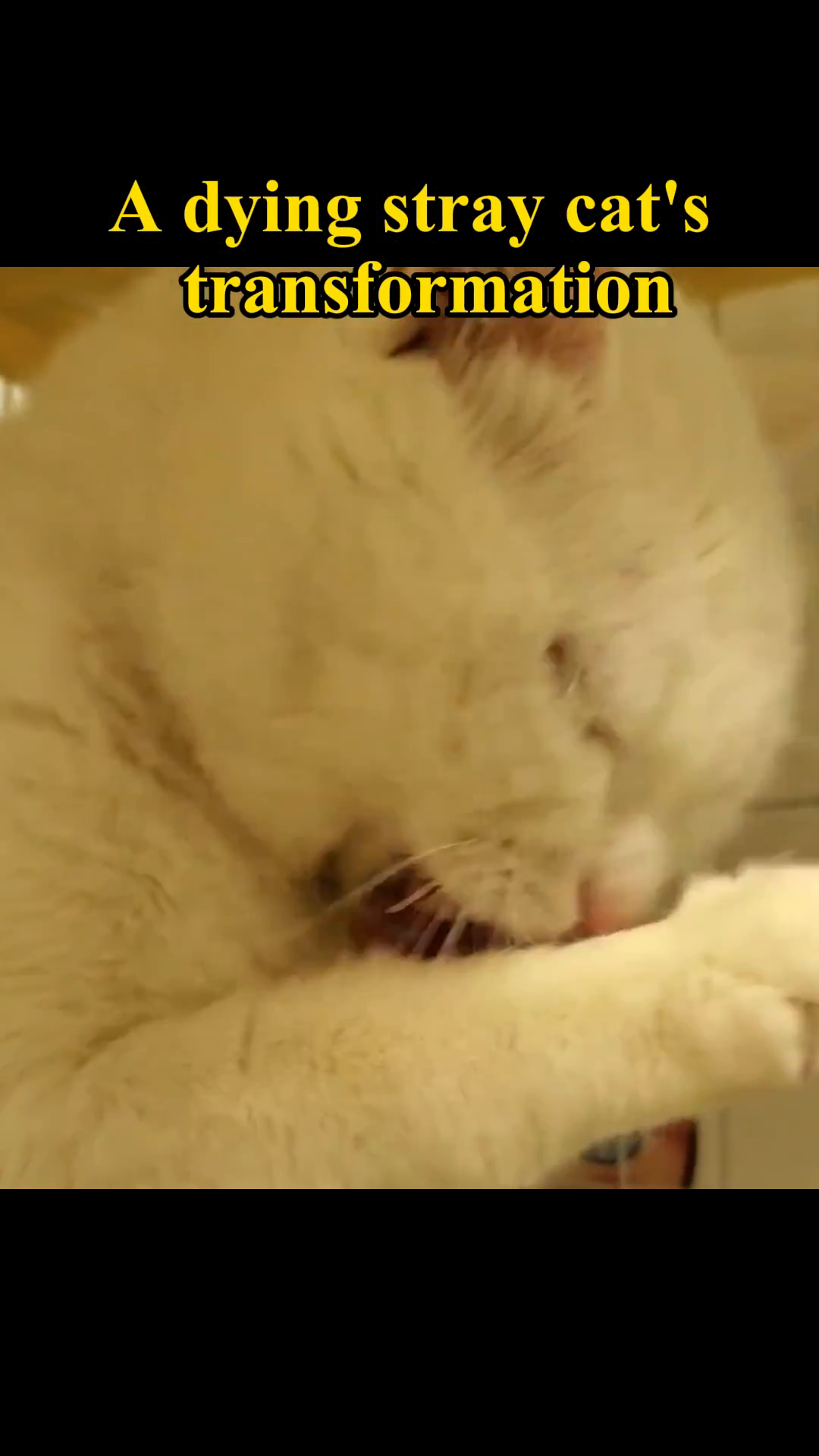 The cat cleans itself, a natural behavior indicating recovery.