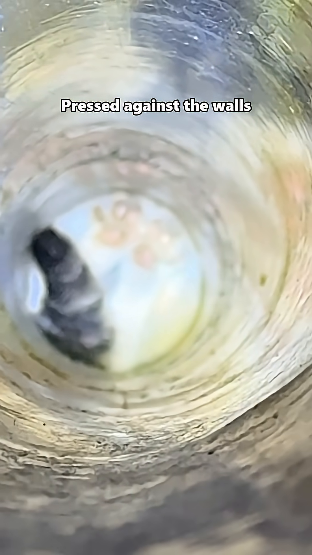 A kitten is slowly pulled up from a pipe with a rope.