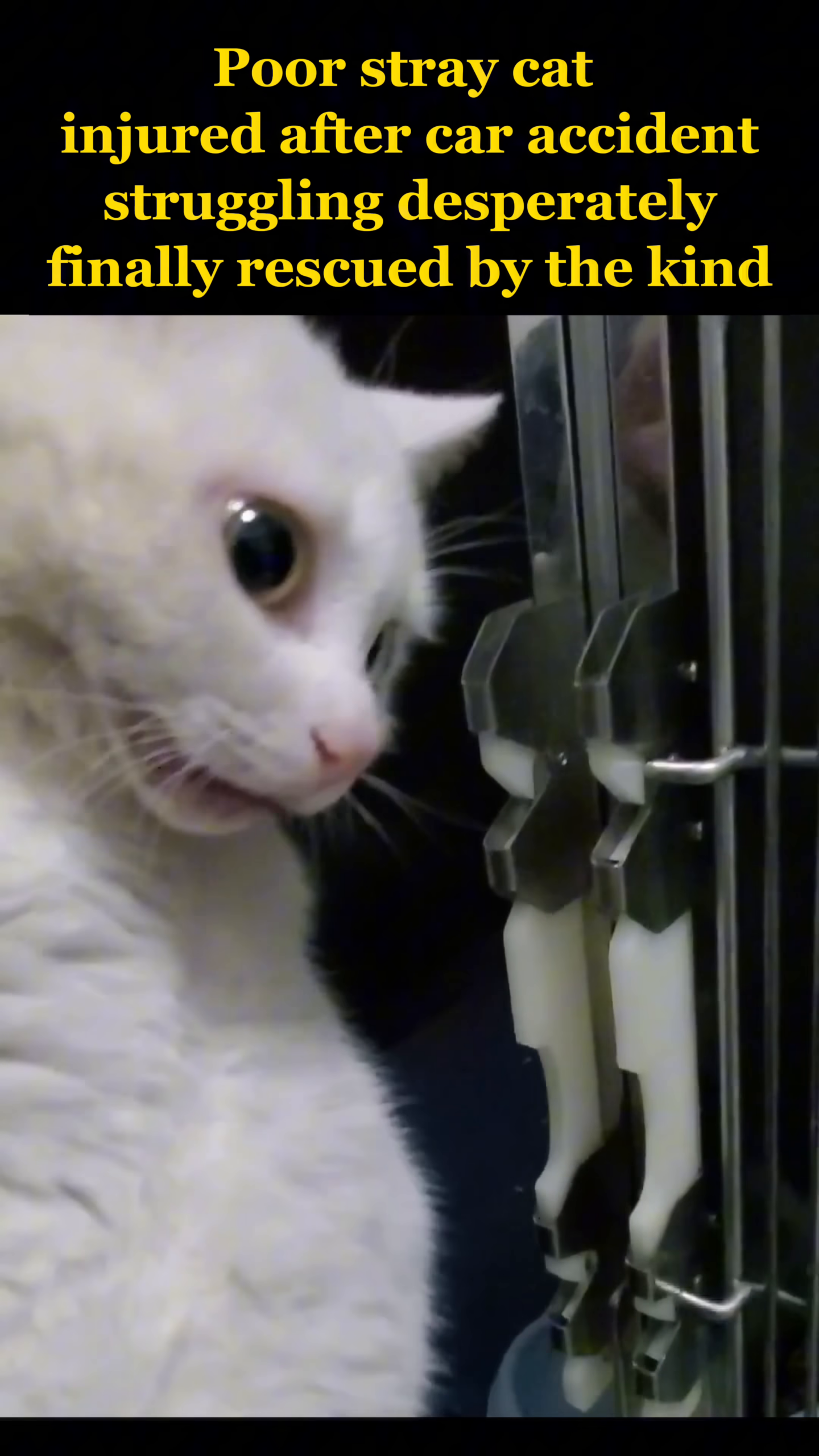 A hand gently strokes the cat's head as it looks up with wide eyes.