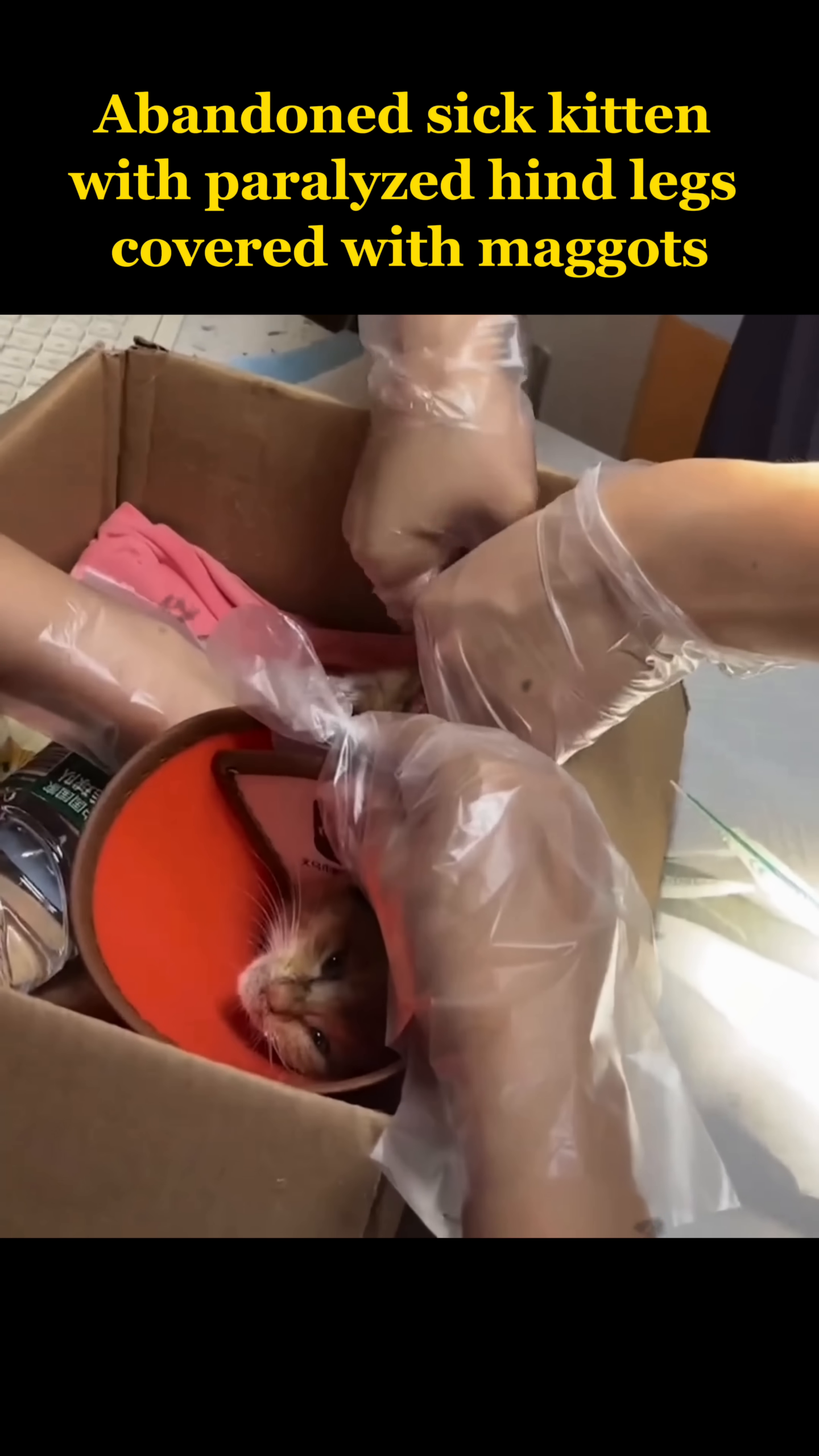 Close-up of the kitten's face wearing an orange cone, with gloved hands nearby.