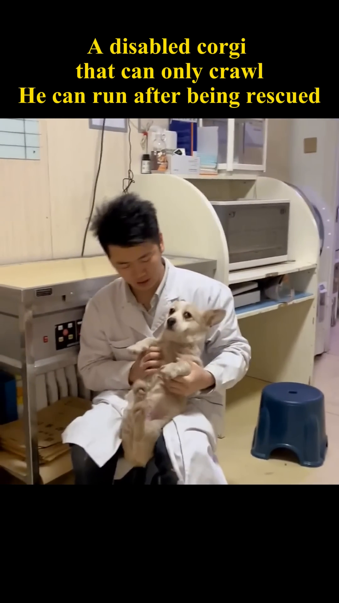 A veterinarian gently examines a corgi while holding it, showing care and attention.