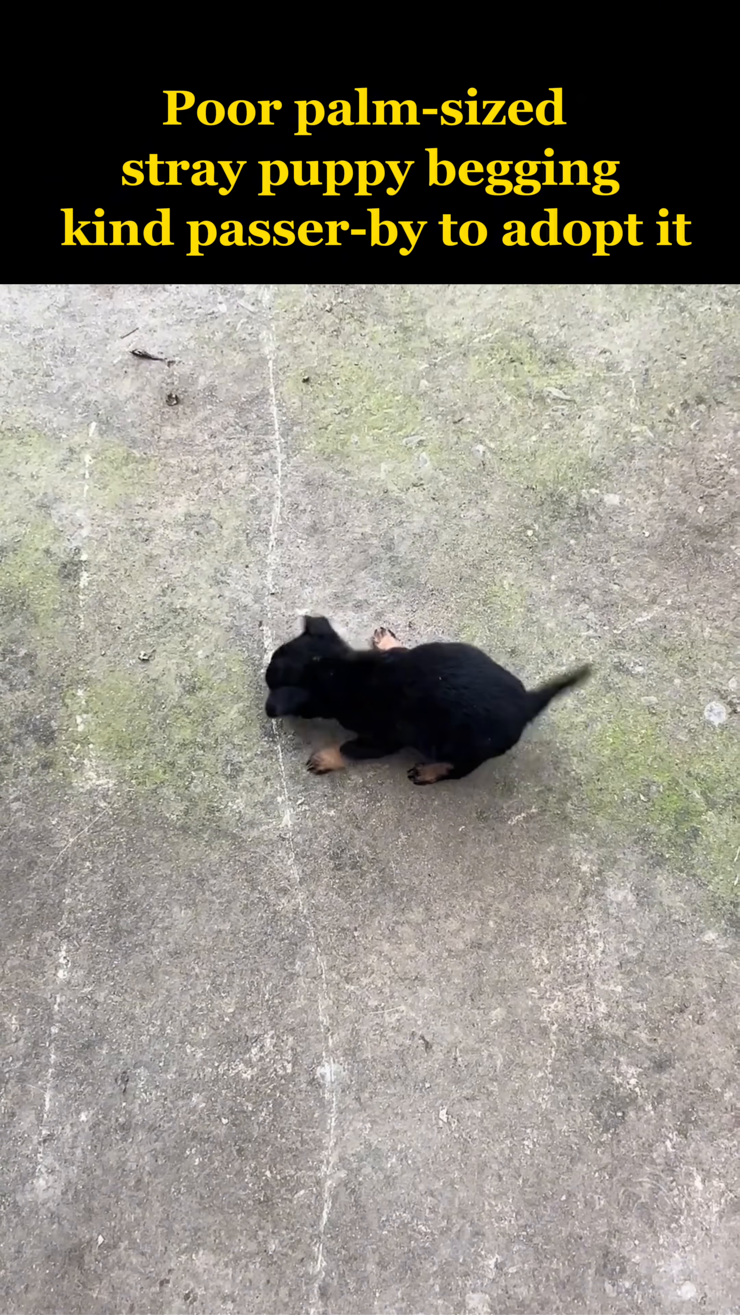A tiny black puppy, wrapped in a light blue blanket, looks comfortable.