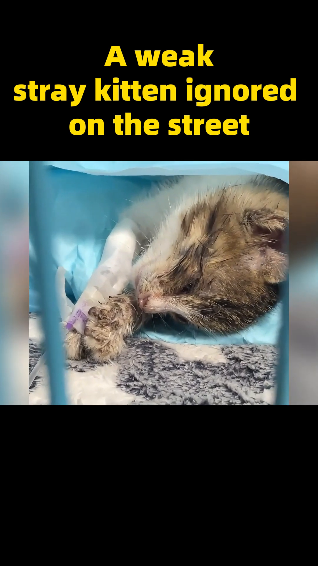 The kitten rests in a soft bed within a cage, looking peaceful.