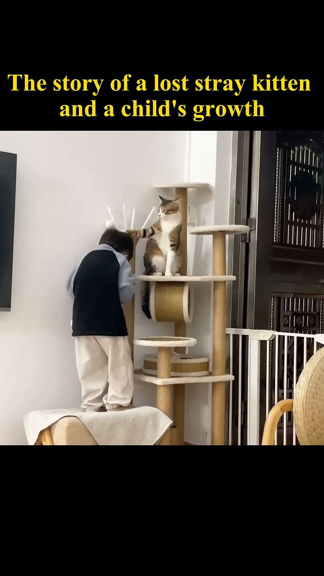 A healthy and alert kitten sits on a cat tree, looking content.