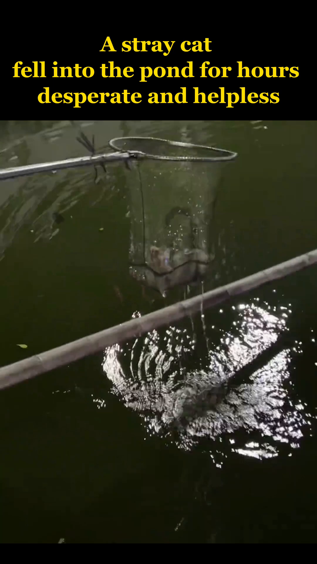 The rescued cat is being lifted out of the pond in a net, dripping wet.