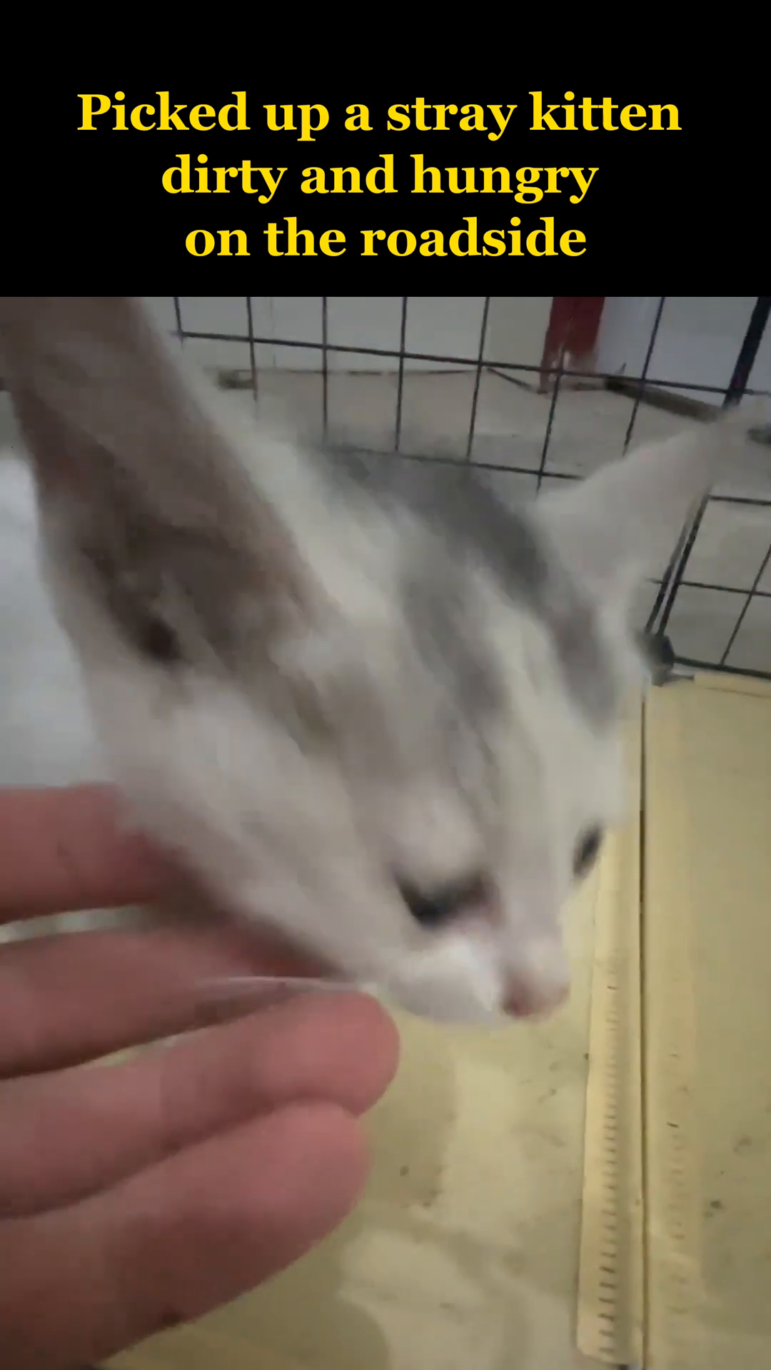 A person gently pets the kitten's head, and the kitten looks up with trust.