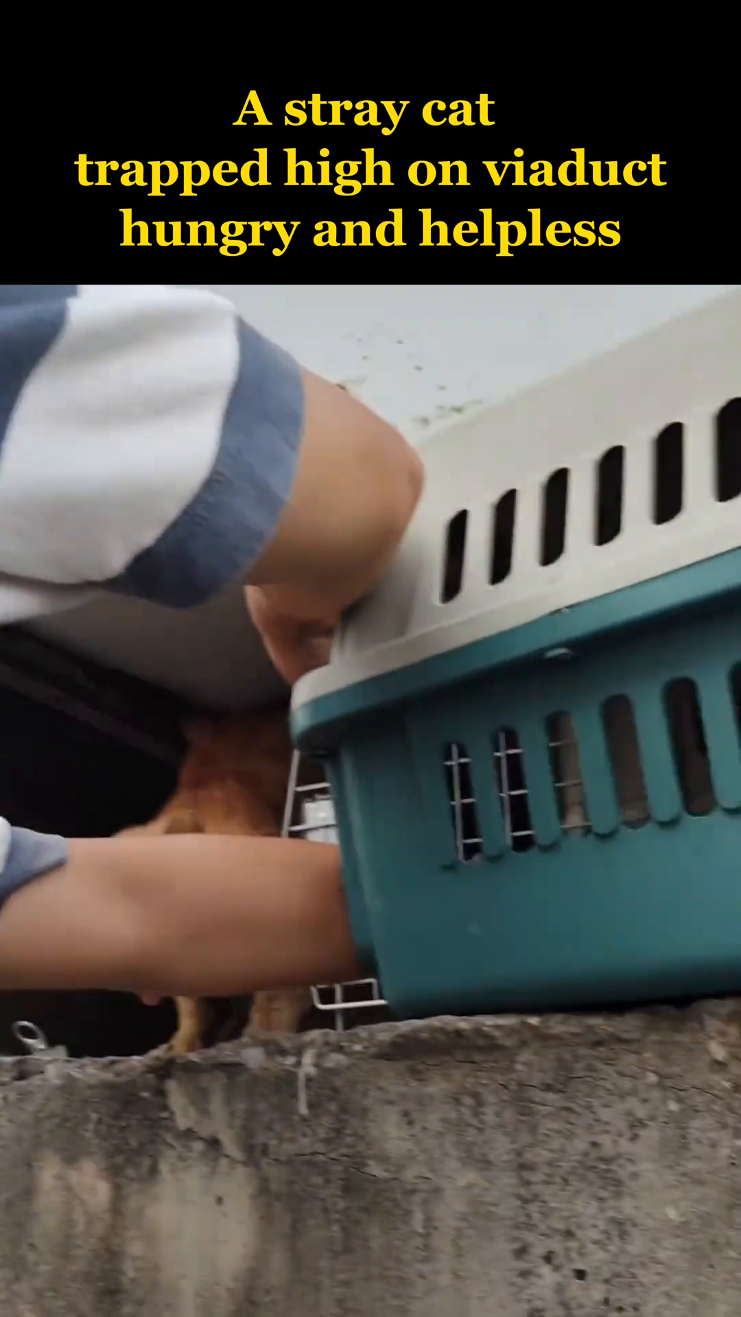 The orange cat is being guided into a teal and white pet carrier.