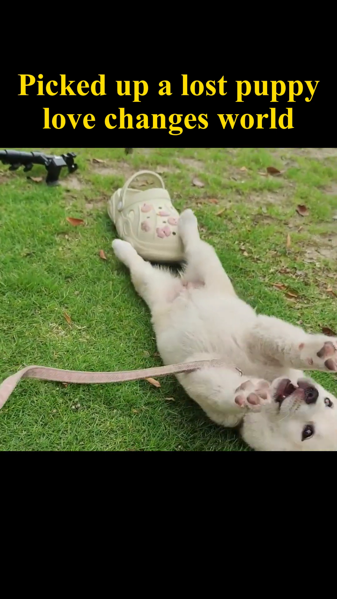 The puppy joyfully rolls onto its back on the grass, a picture of happiness.